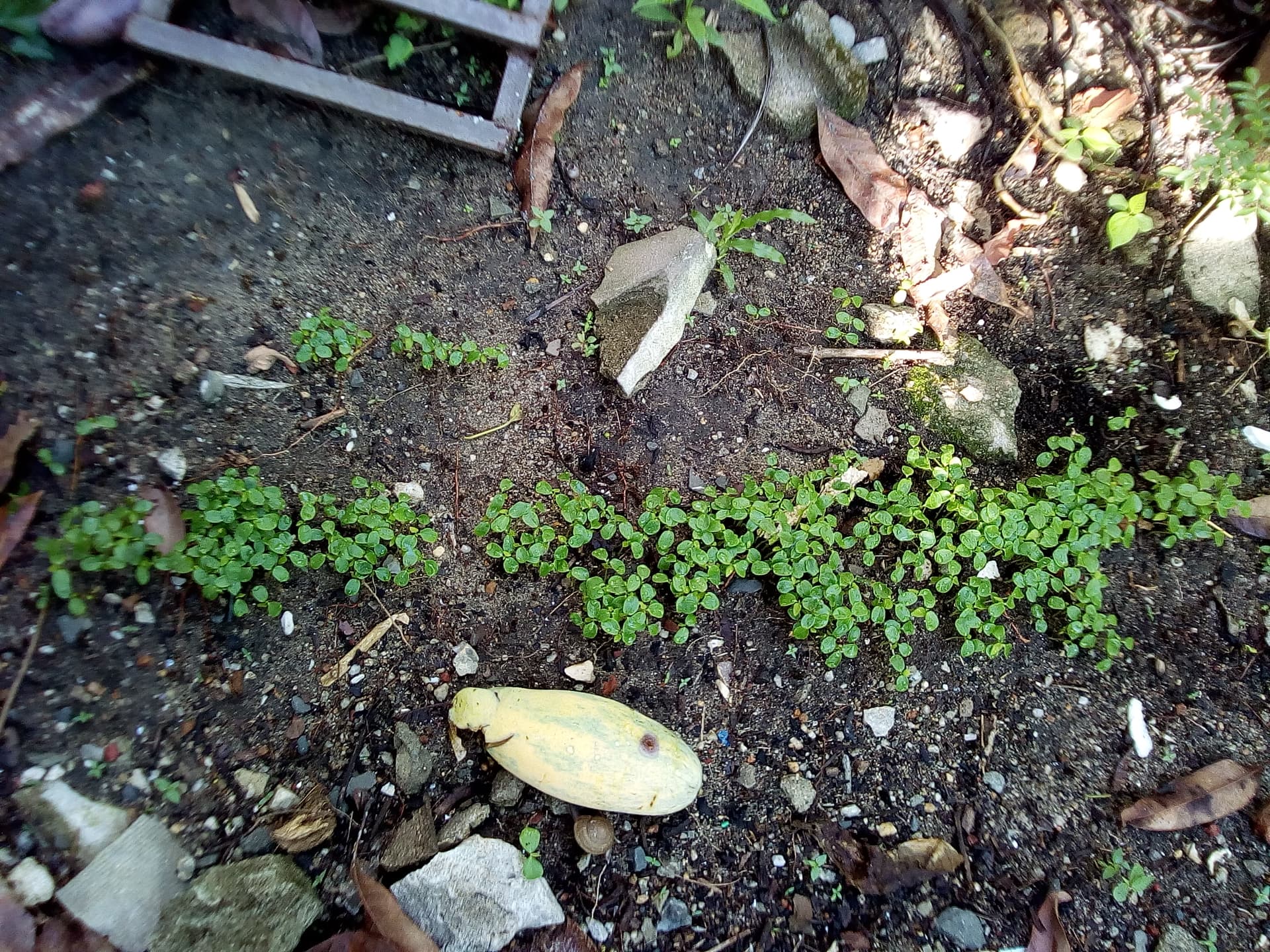 garden 2.jpg