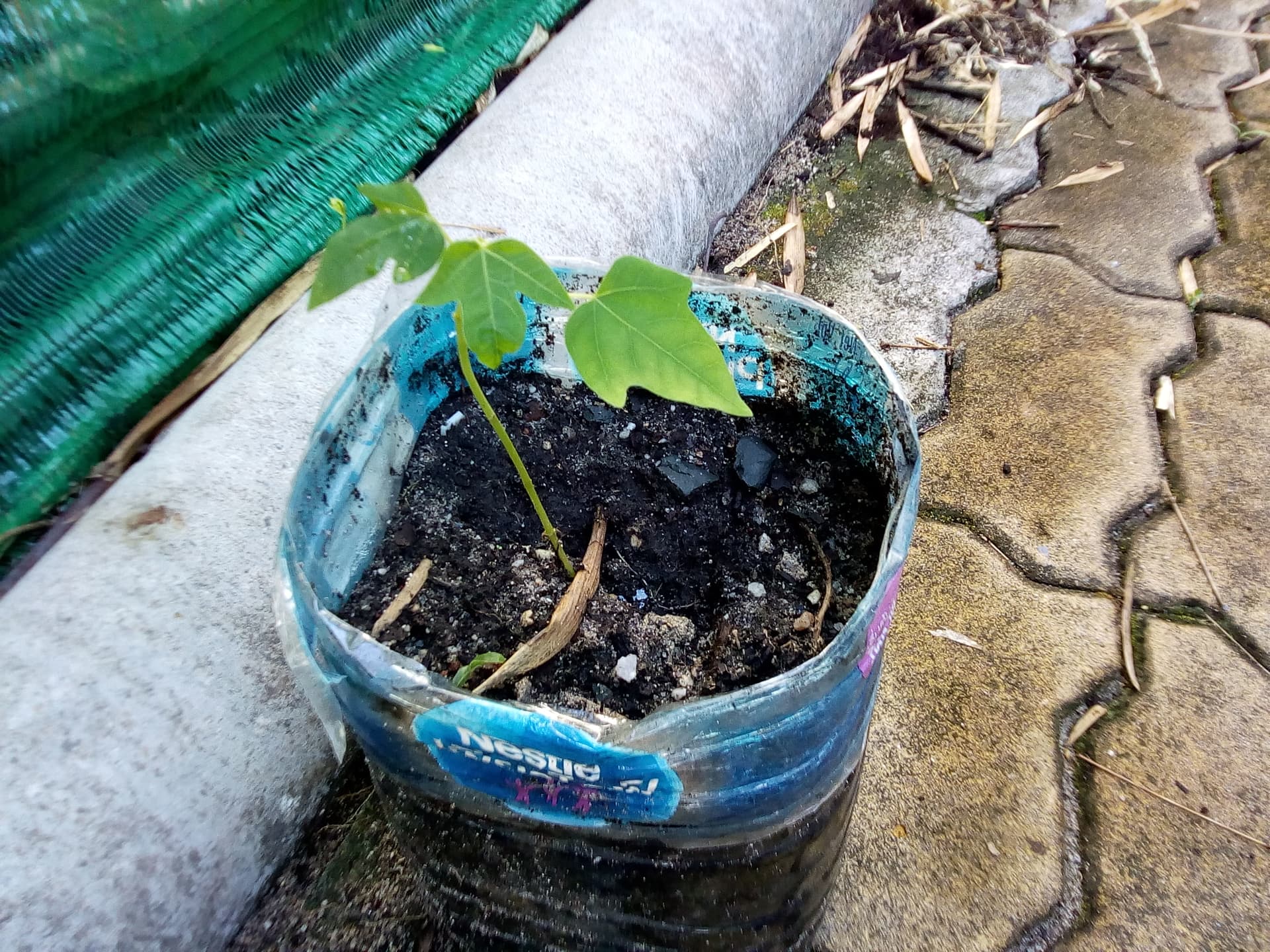 garden 6.jpg