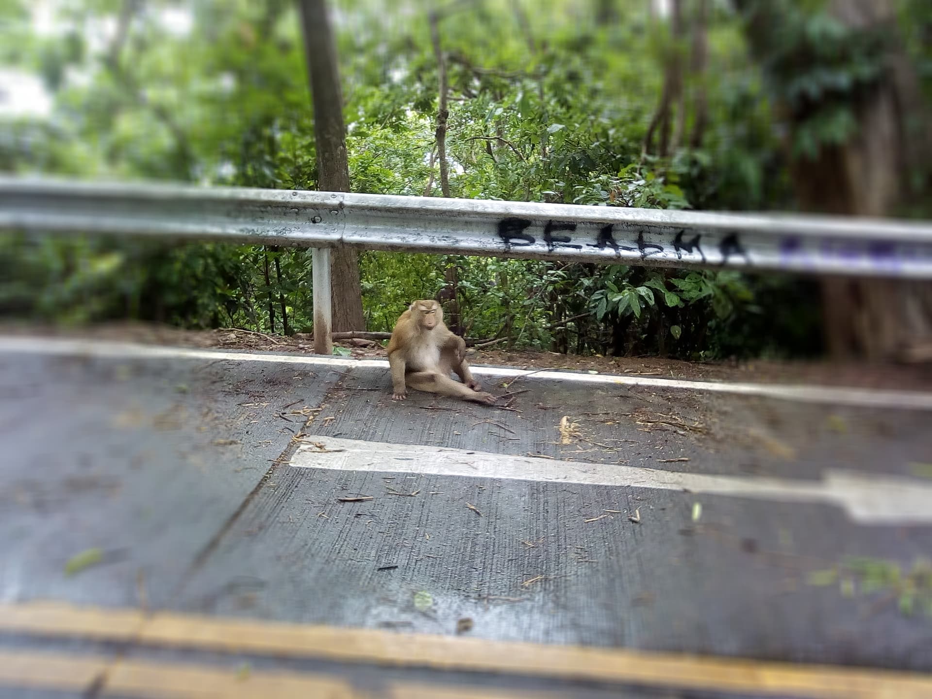 walkmonkeypose.jpg