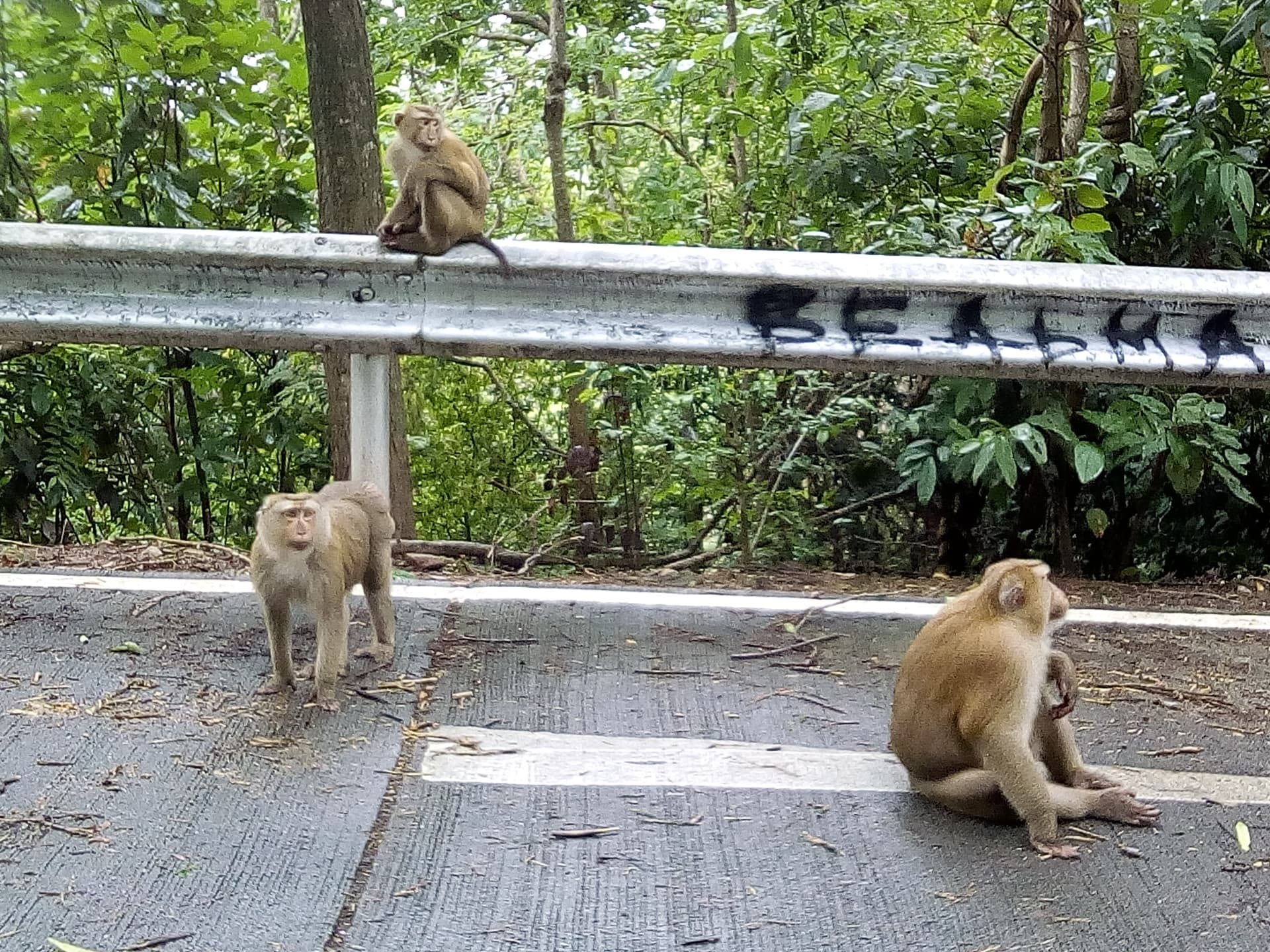 walkmonkey6.jpg