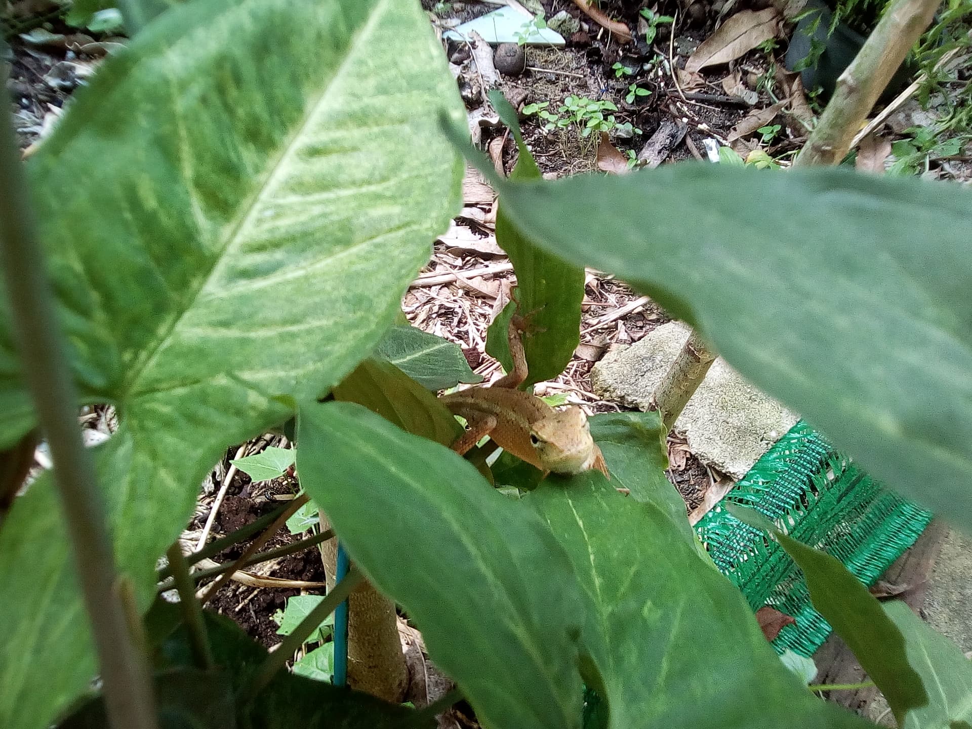 gardenfriend.jpg