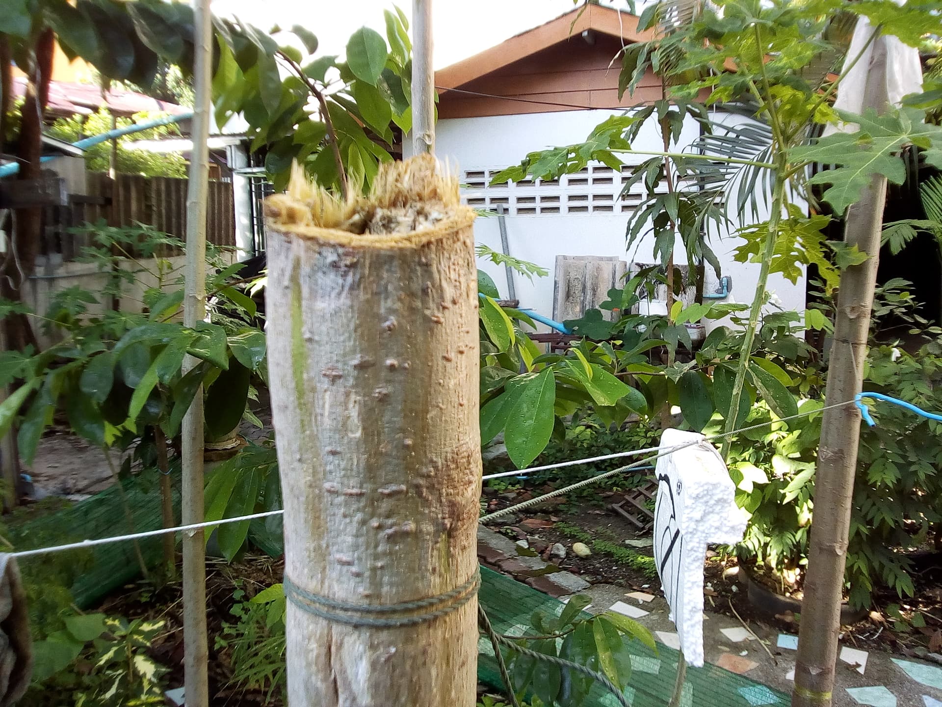garden 1.jpg