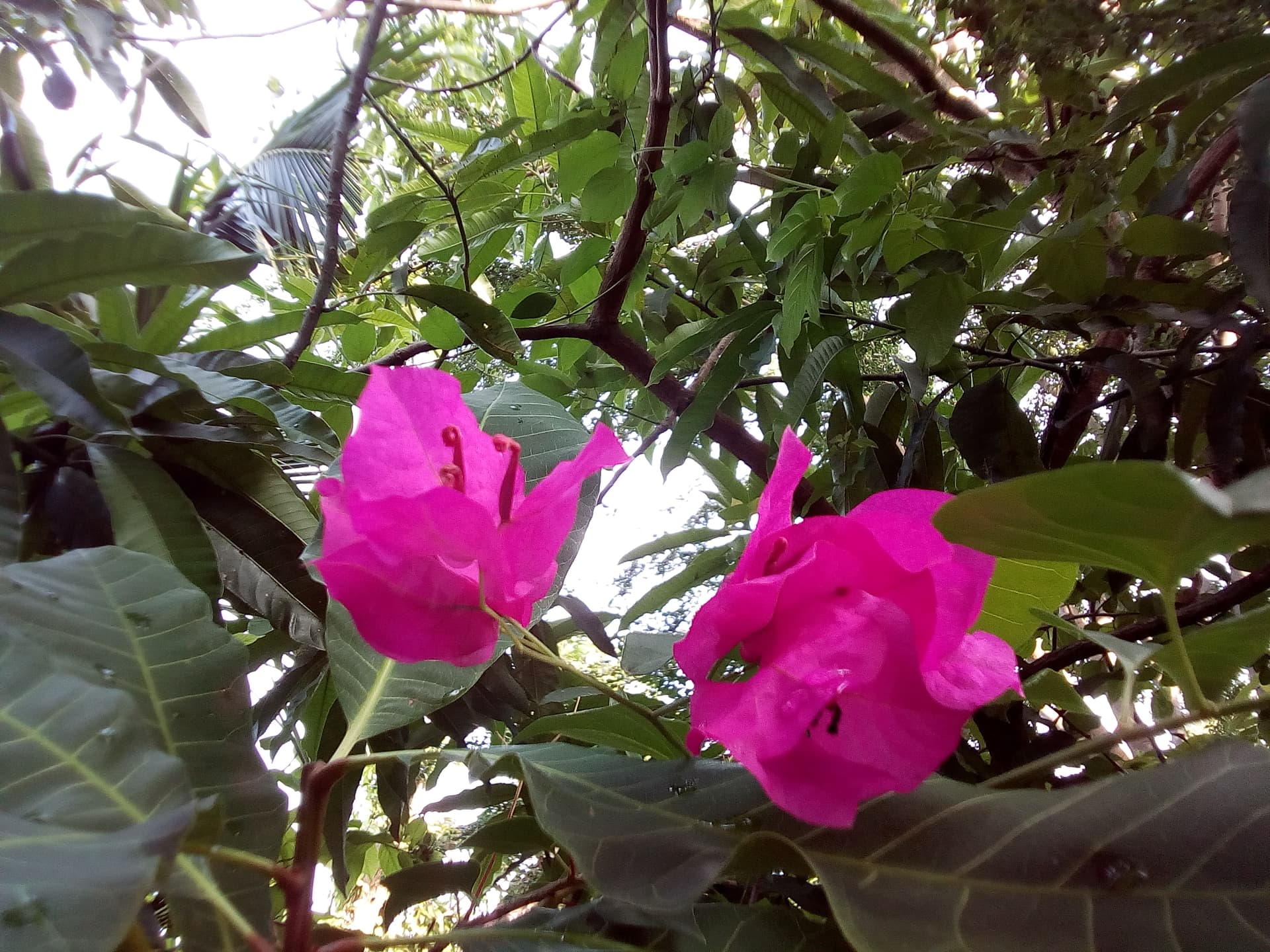 flowerspuple.jpg