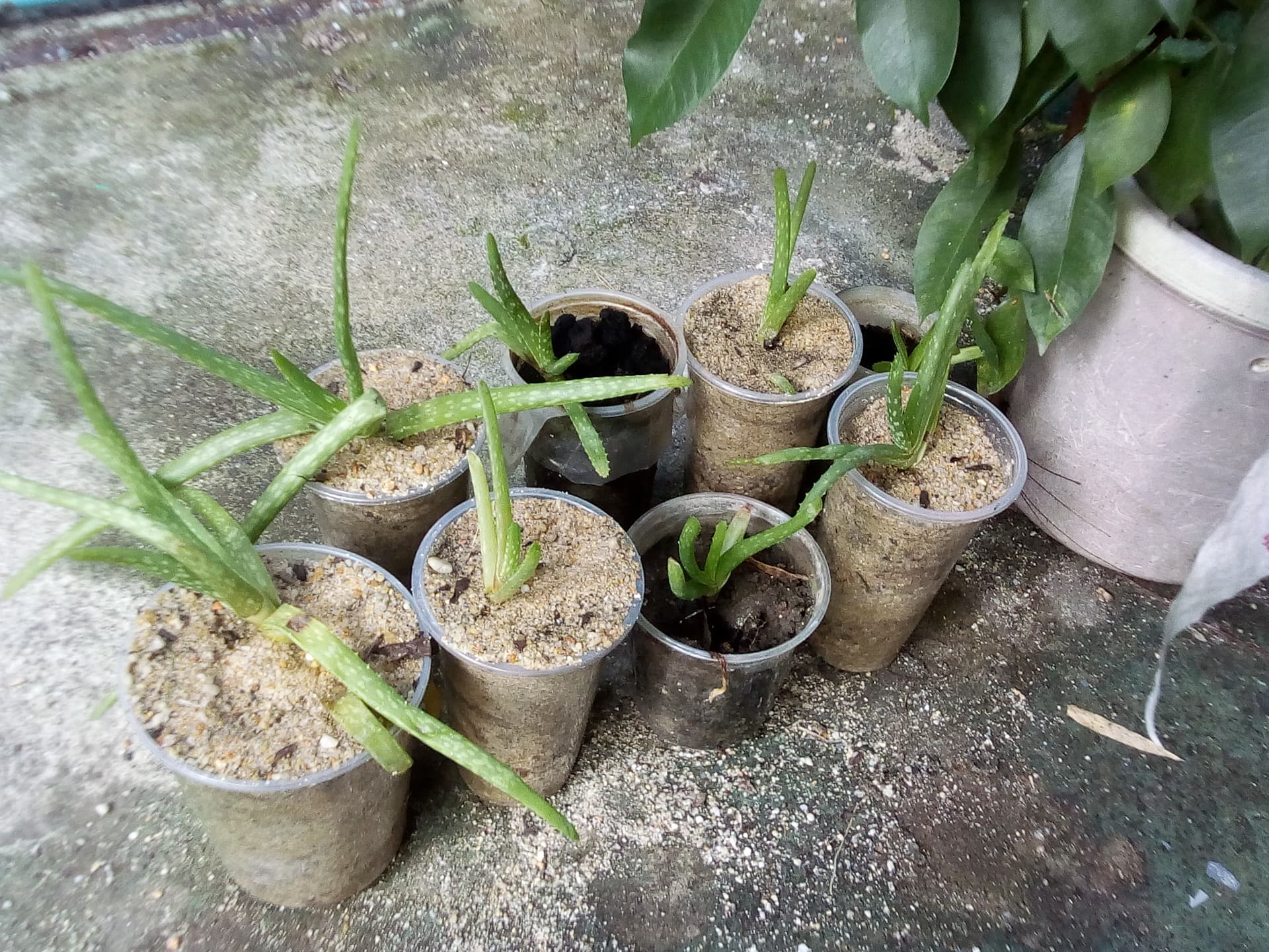gardenaloebabies.jpg