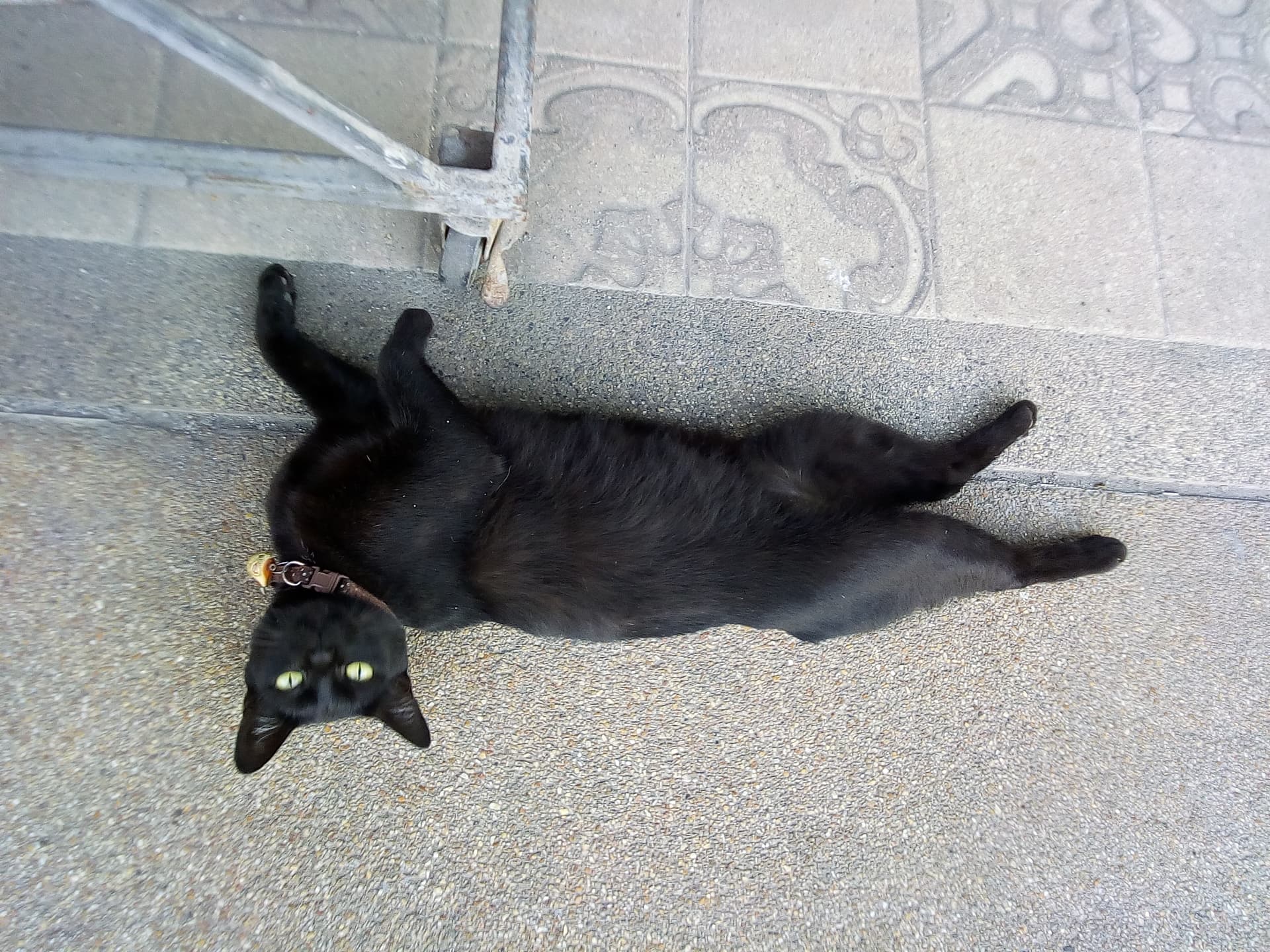 snackcat.jpg