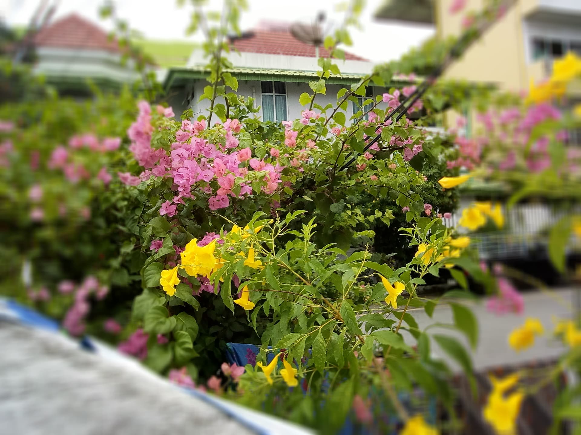 masjid flowers1.jpg