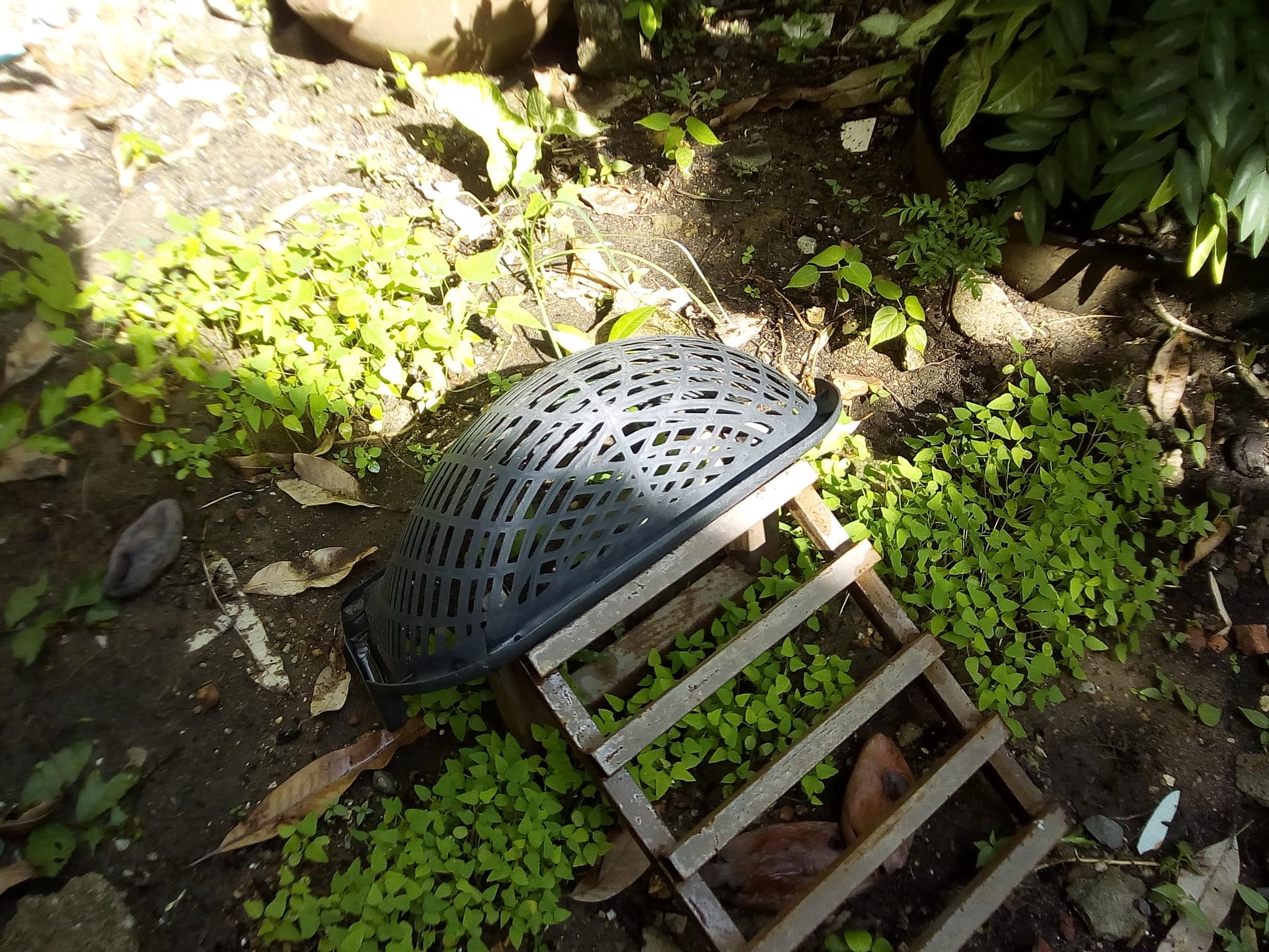 gardenseedlings.jpg