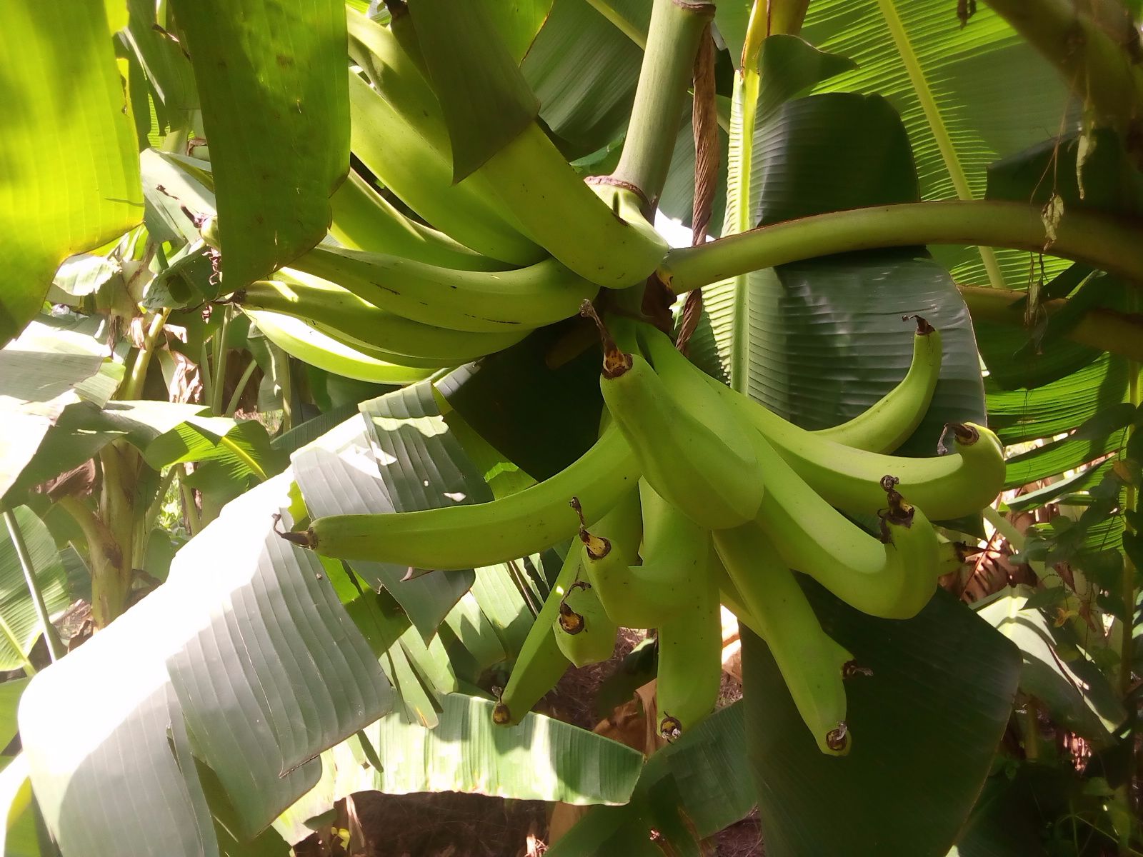 IMG_…
Payout: 0.000 HBDPlanting your own plantain is good for you...@christiana-j
2021-11-29 20:37![IMG_20211106_102110.jpg