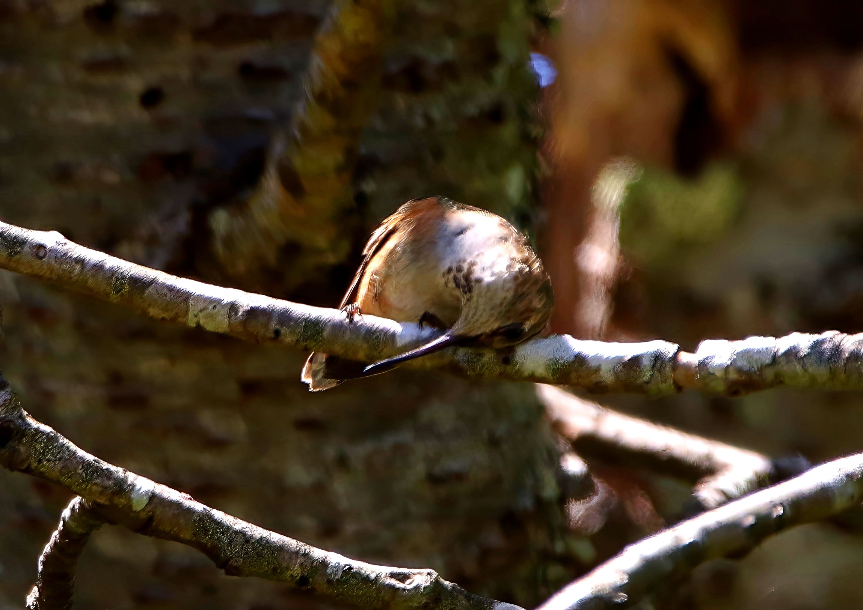 F57A3668-topaz-denoise-enhance-sharpen.jpg