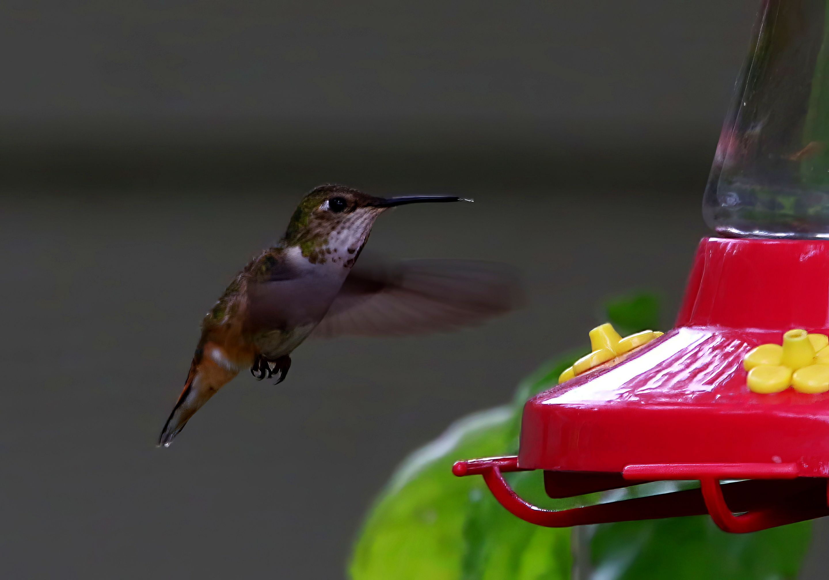 F57A3458-topaz-denoise-enhance-sharpen.jpg