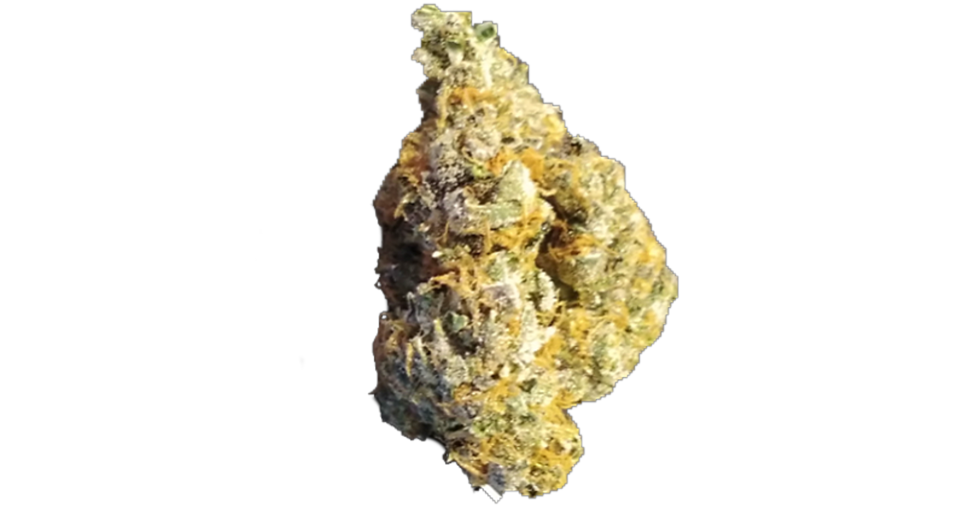 White Widow Bud .png