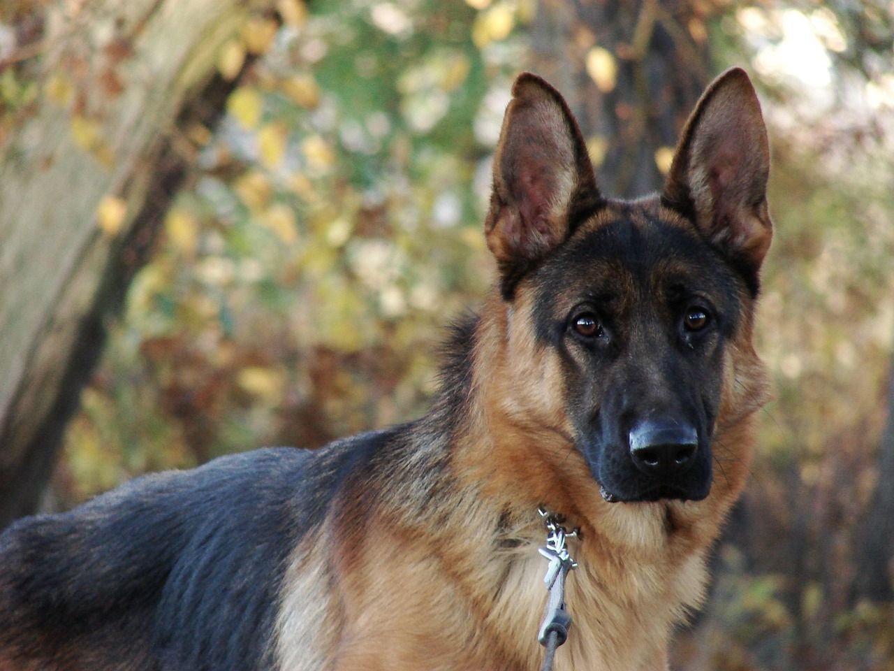 dog-2762200_1280.jpg
