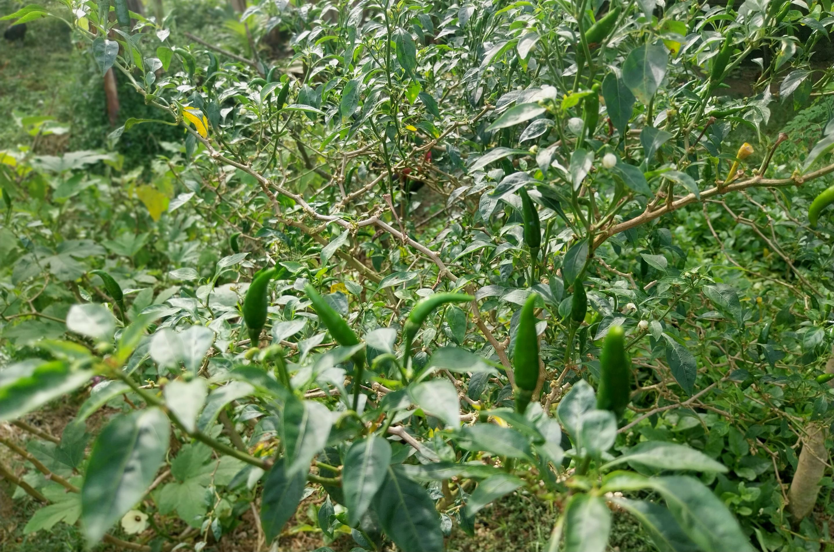 20250927_080939.jpg
