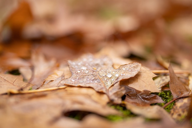 autumn-6799430_640.jpg