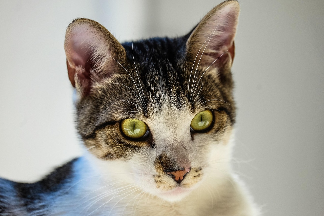 cat-1841202_1280.jpg