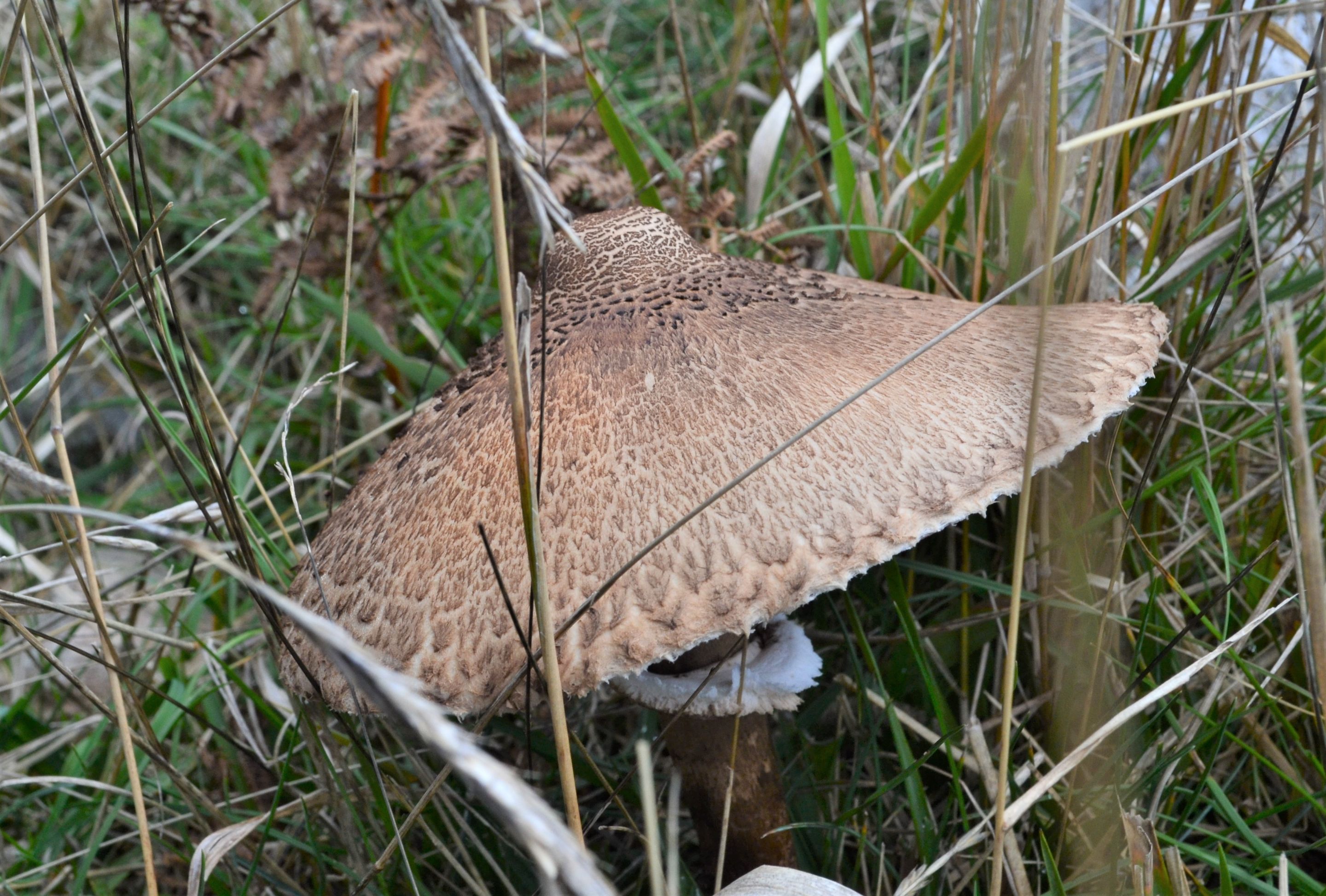 DSC_0110.JPG