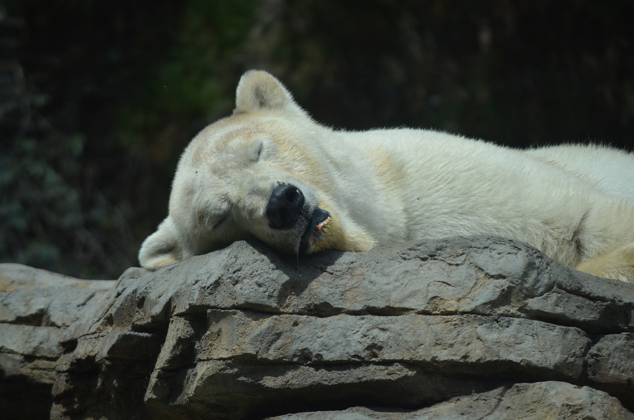 @claudio83/bear-market-dont-worry-be-happy