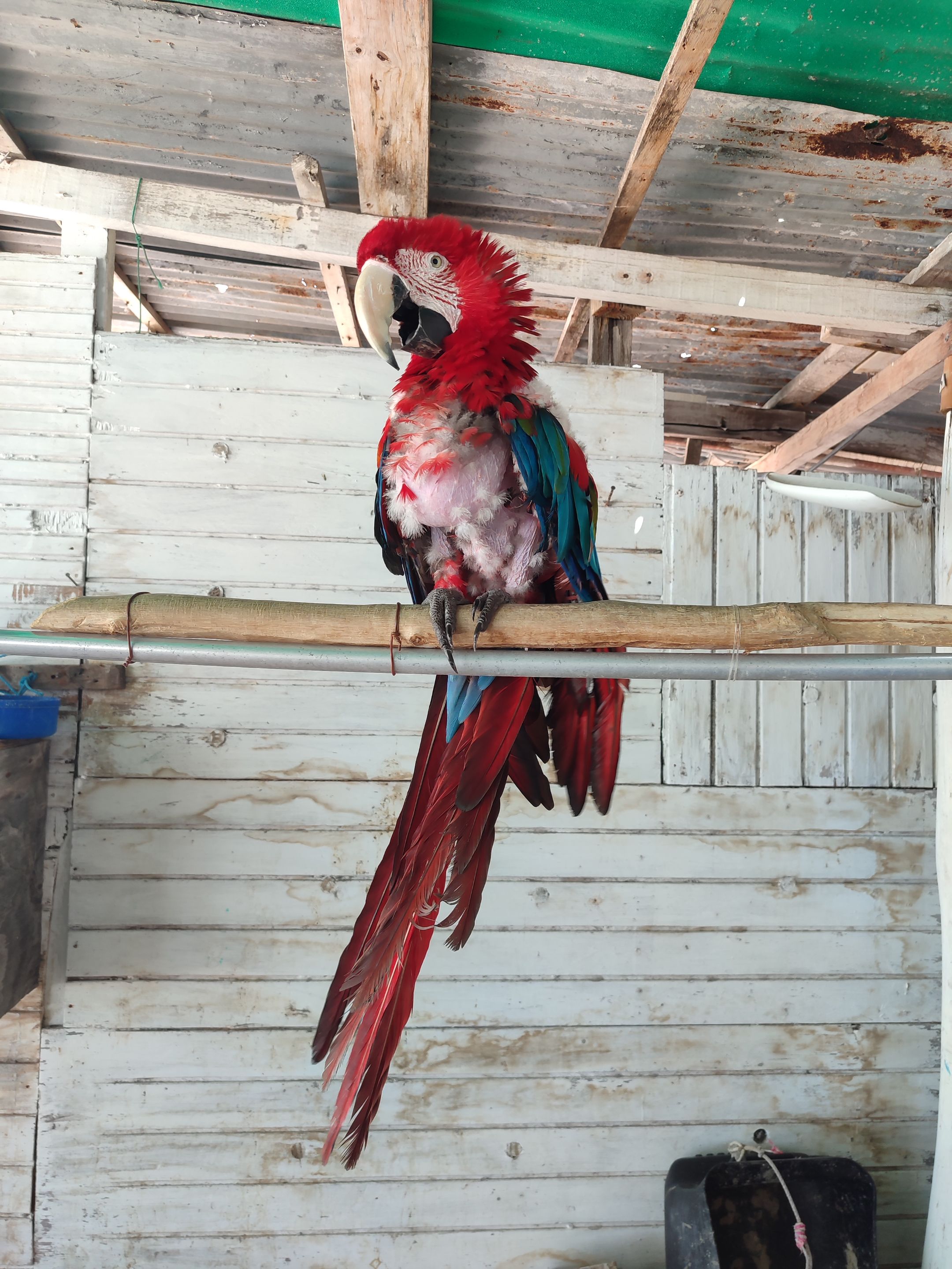 Otra linda guacamaya