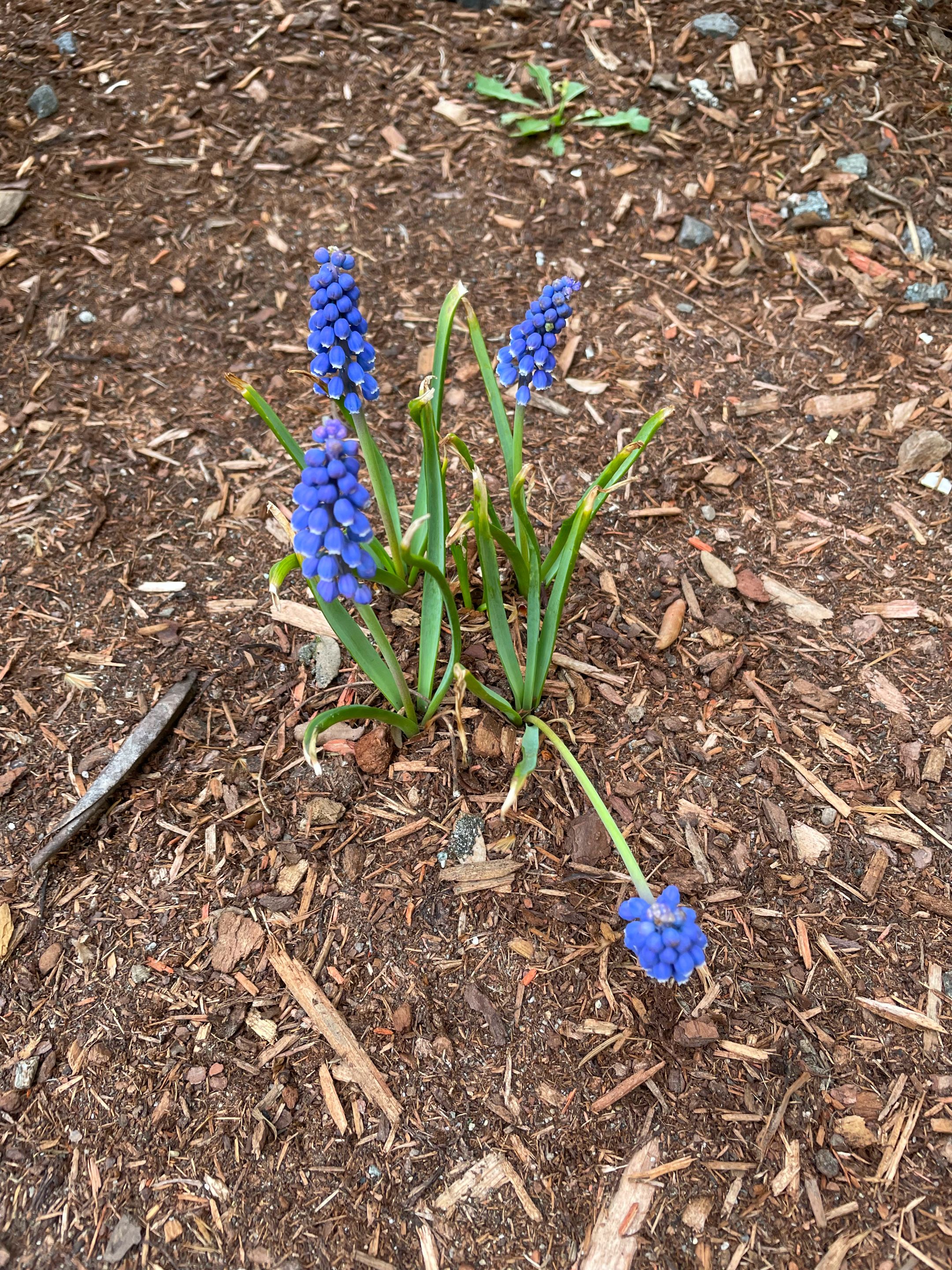 IMG_1221.jpeg
