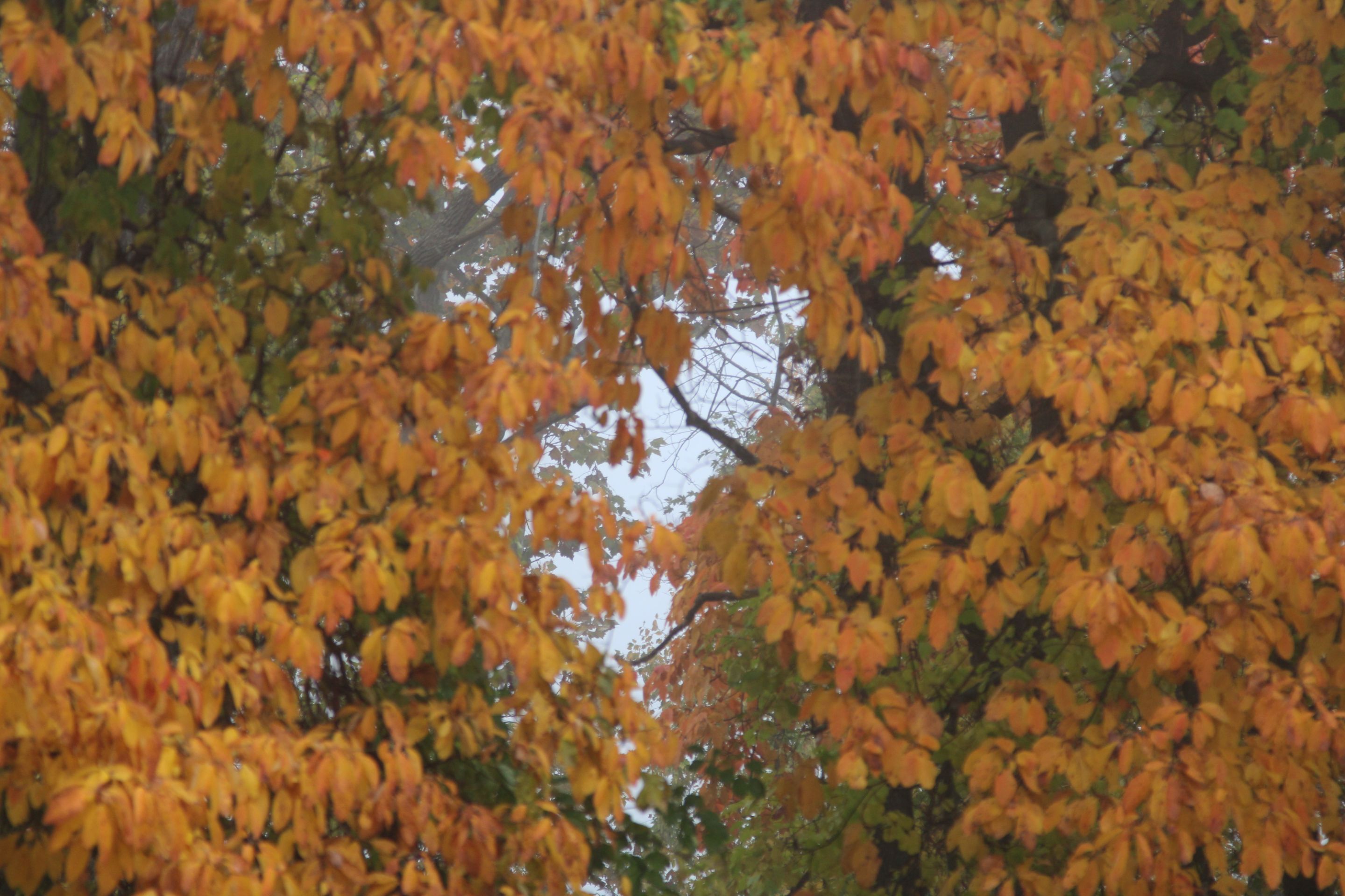 IMG_1652.JPG