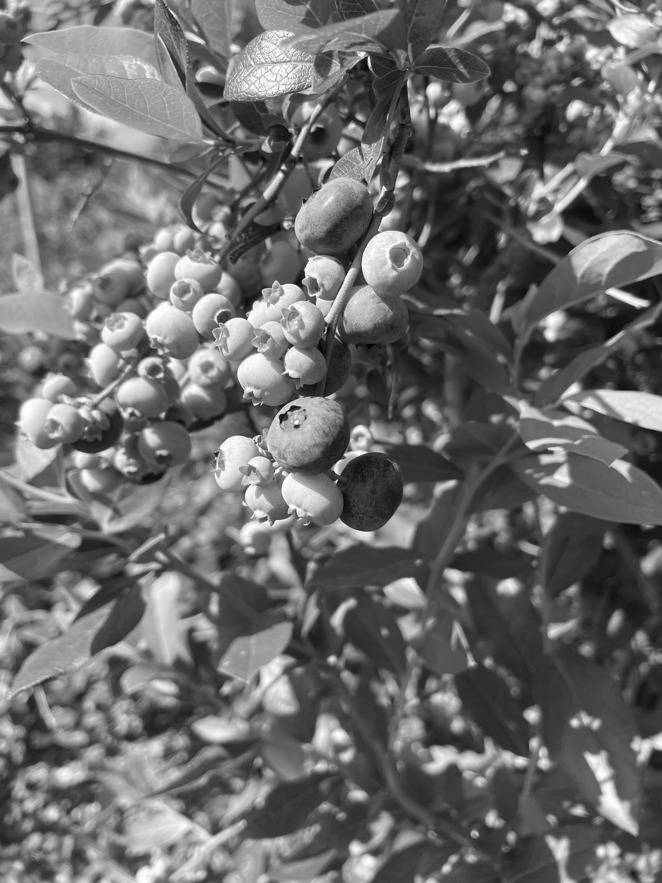 Blueberry Monochrome Monday