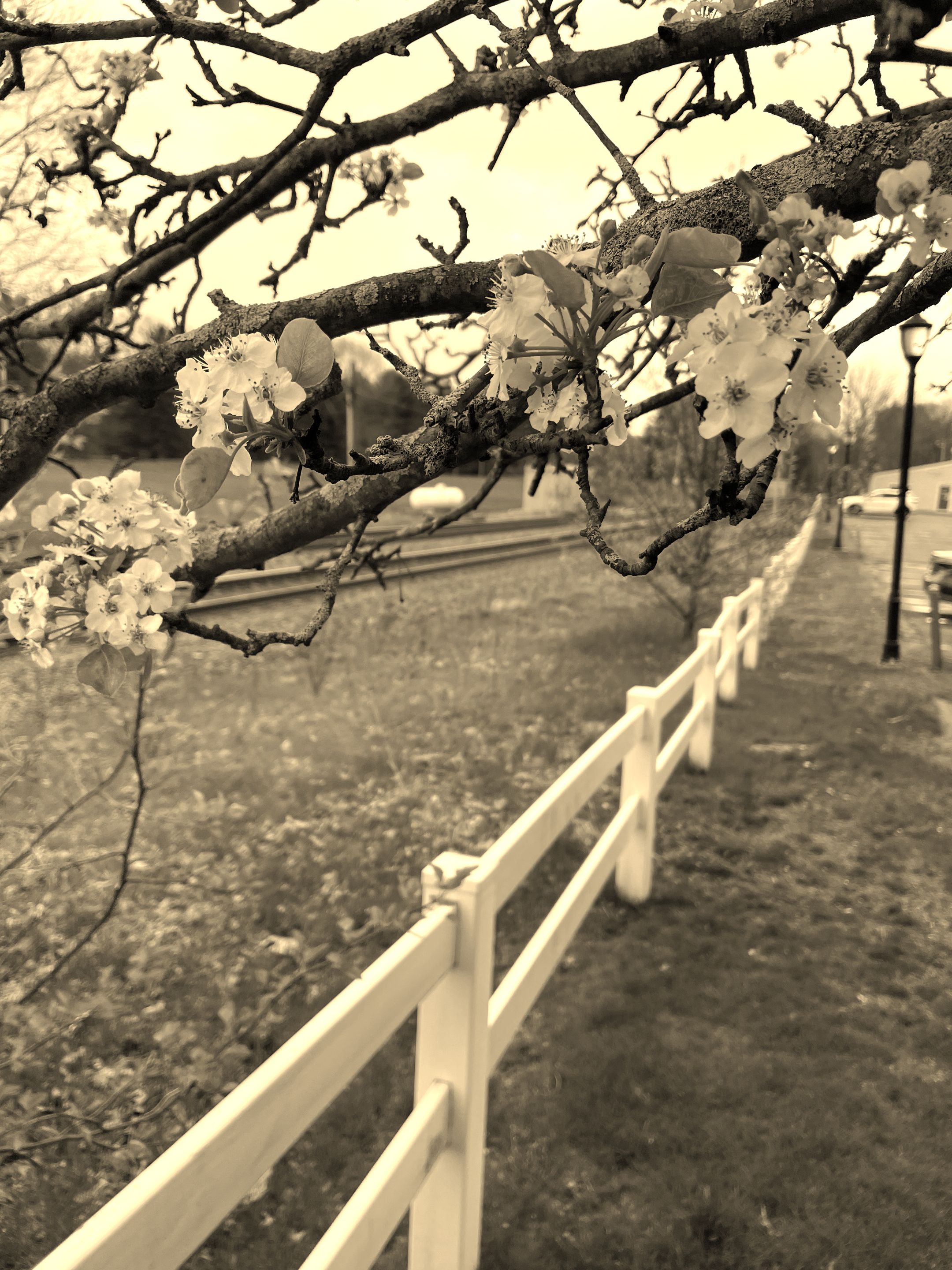 IMG_1261 sepia.jpeg