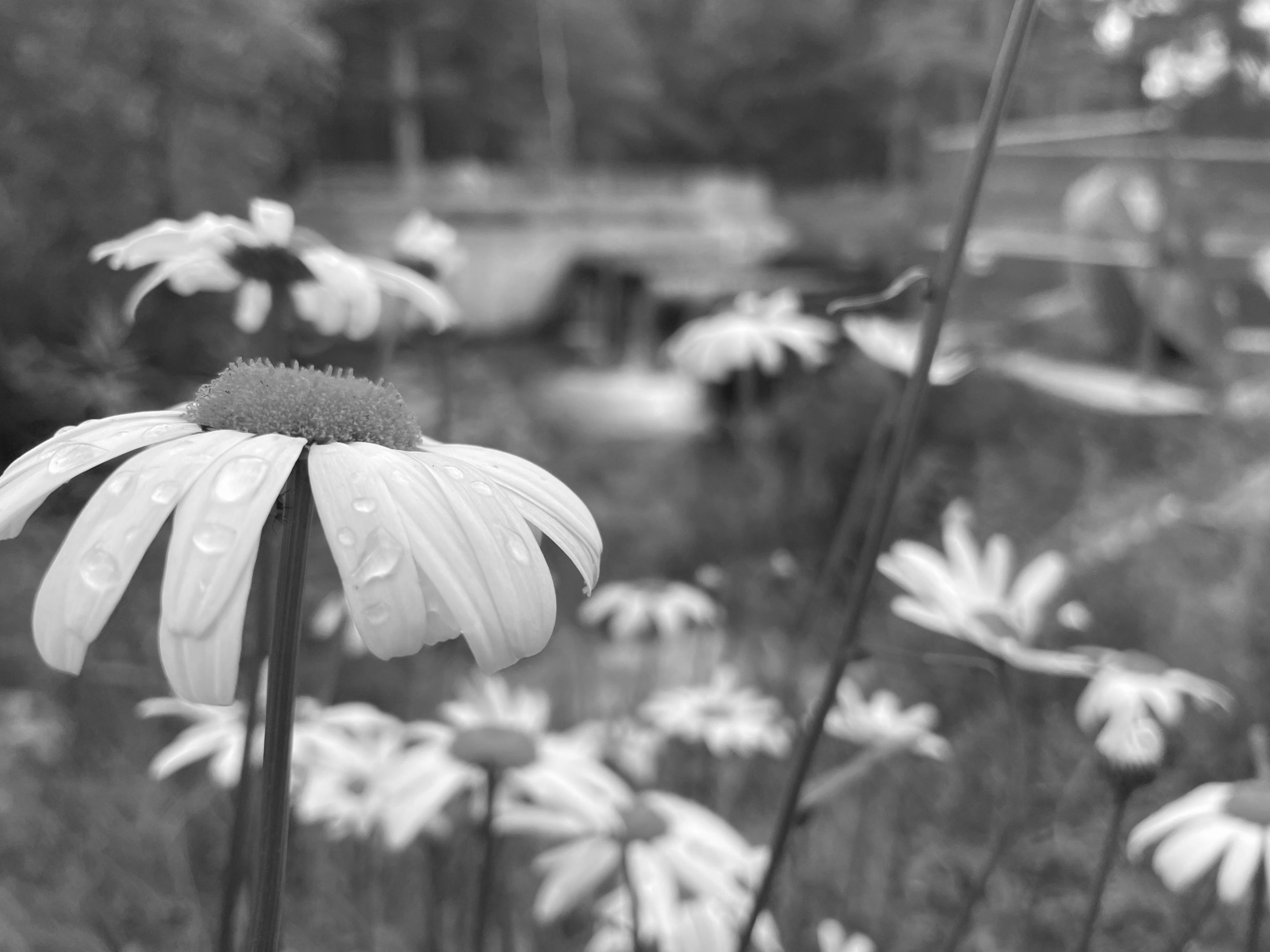 IMG_3666.jpg