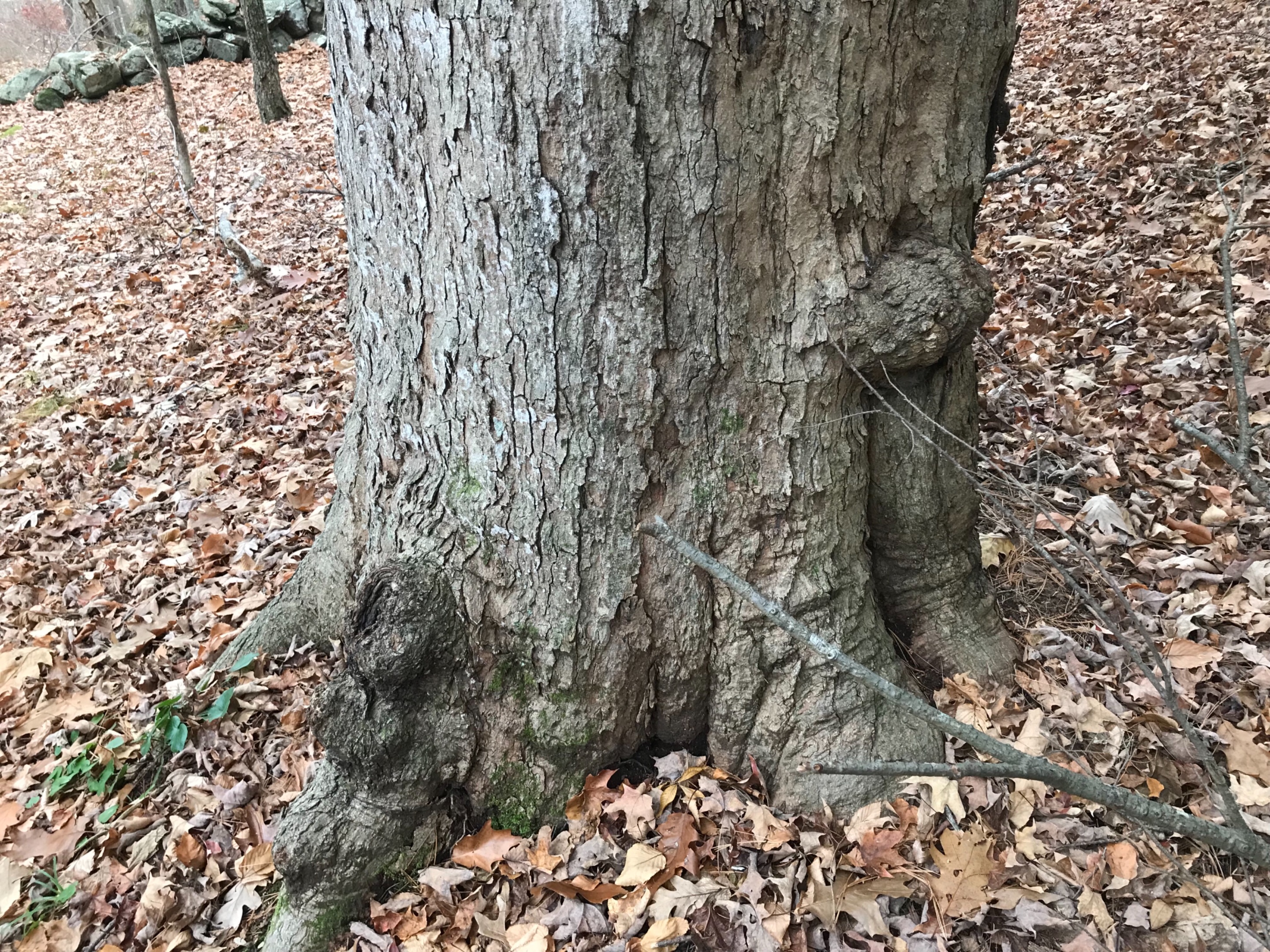 2F498358-23EA-4431-A94D-25539367ED22.jpeg
