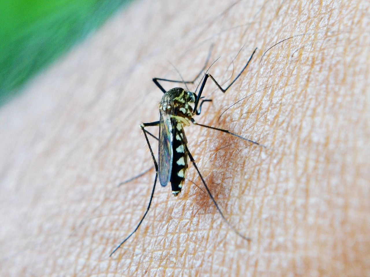 mosquito-213806_1280.jpg