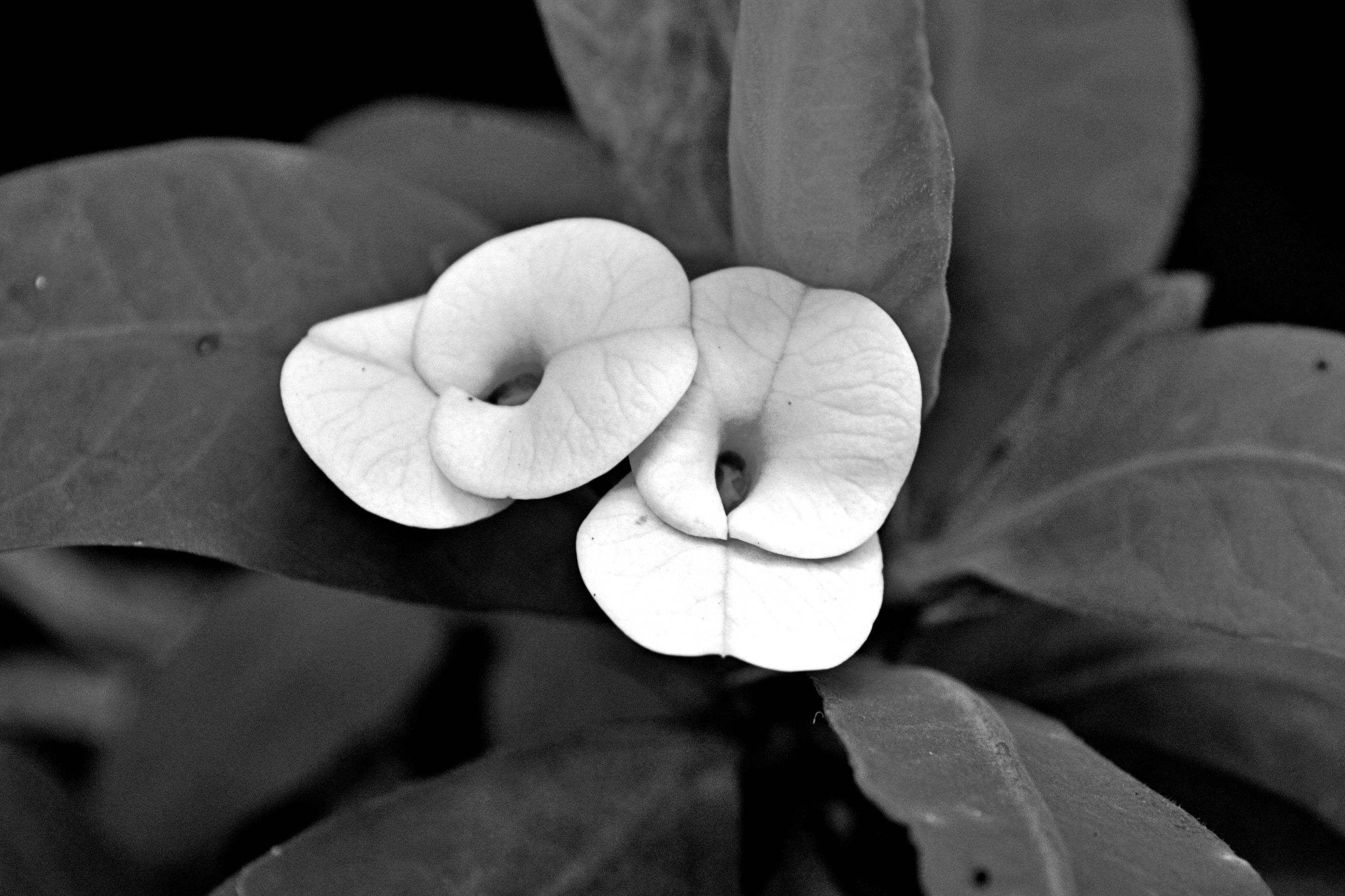 MacroFlower.jpg