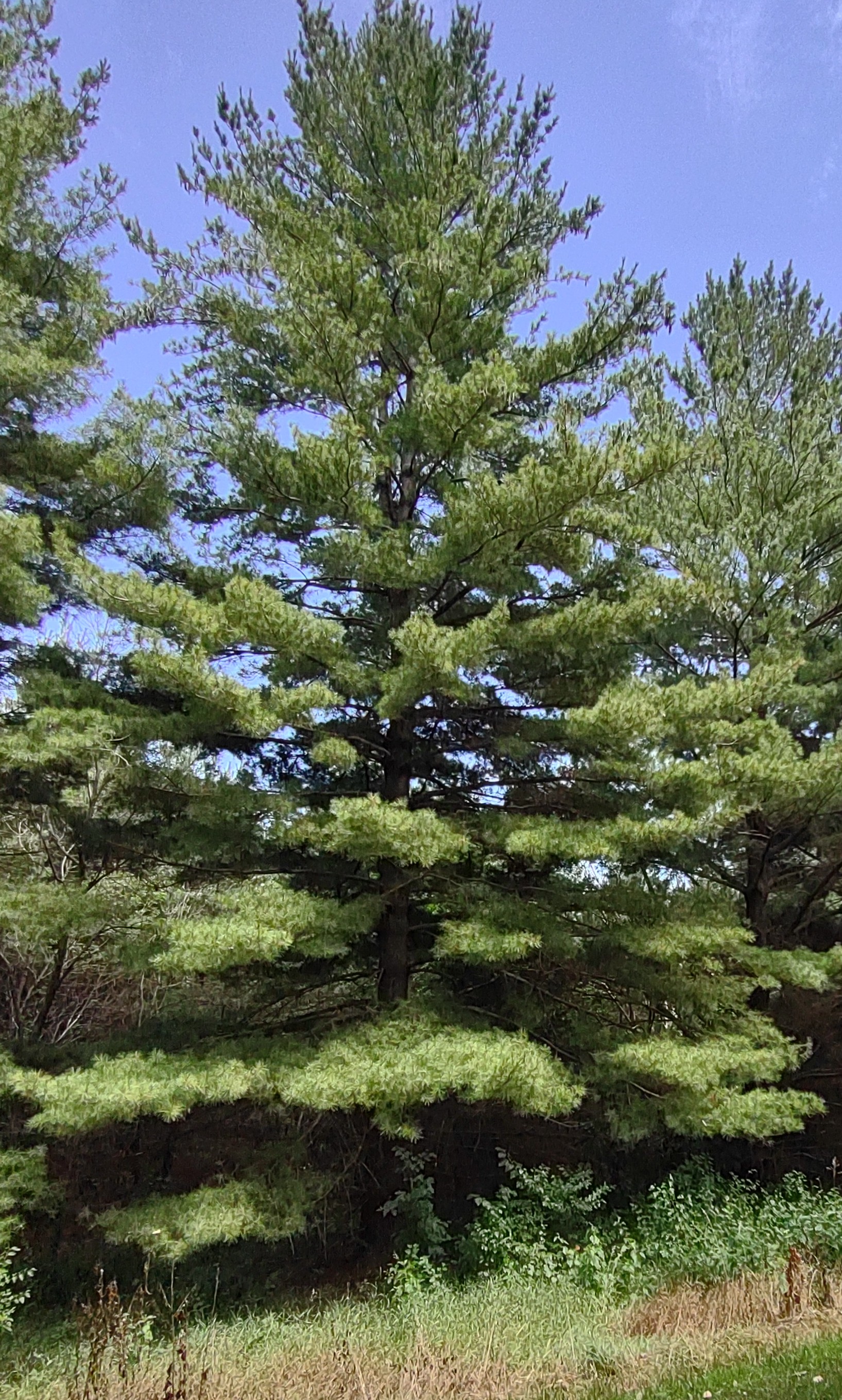 IMG_20230730_142631819.jpg