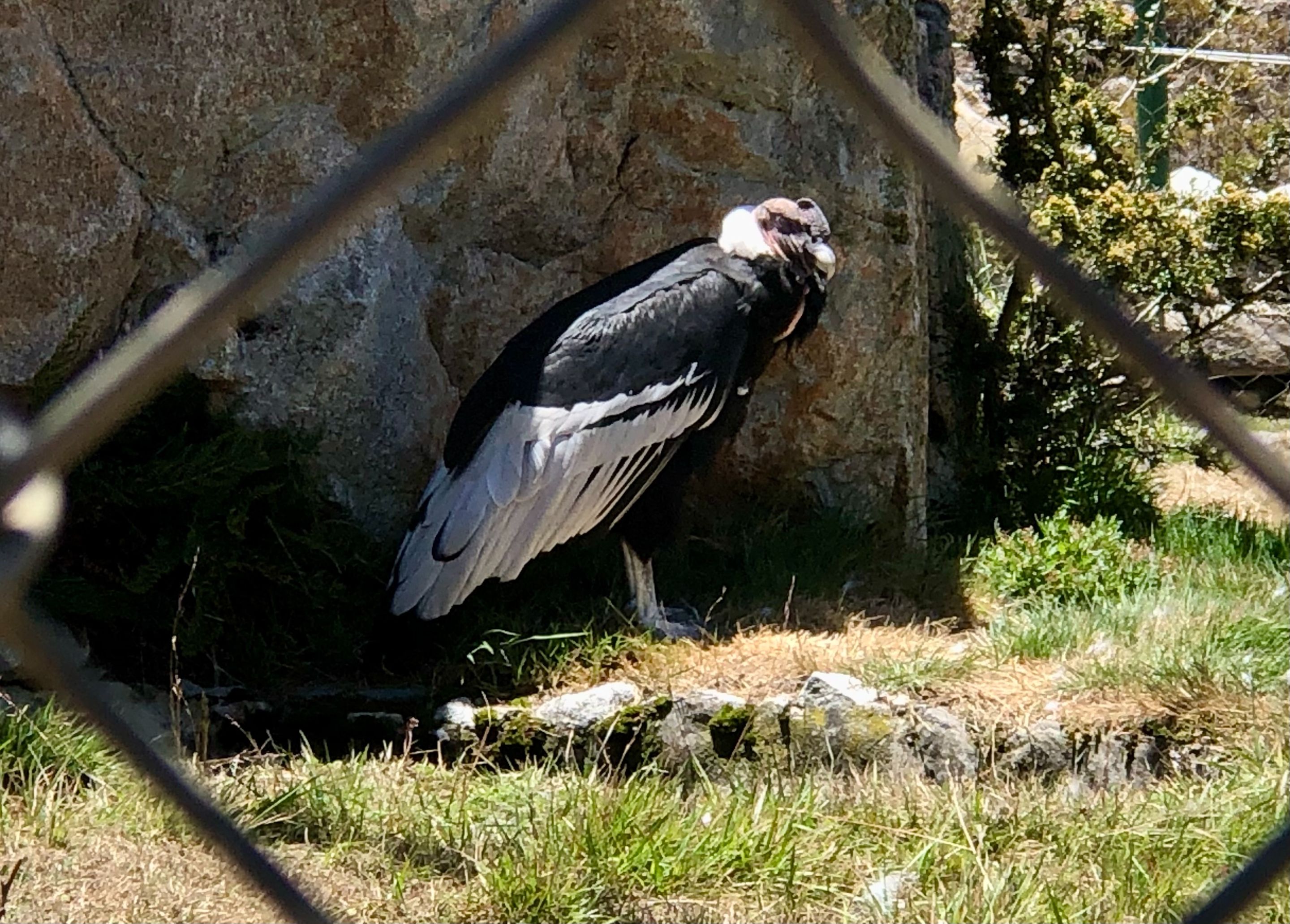 ElCondorAndino_1.jpg