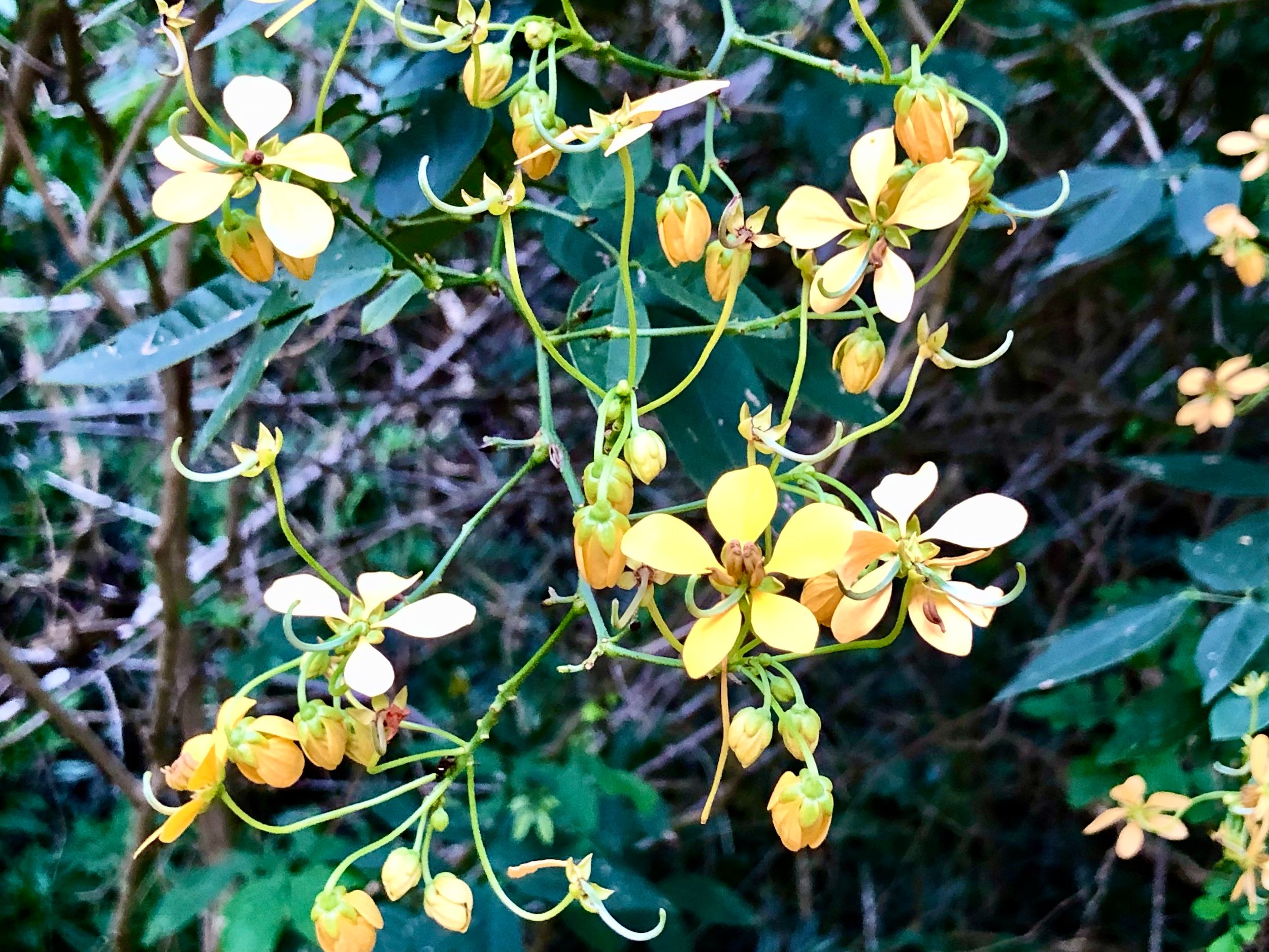 SanLuis_WFlowers2.jpg