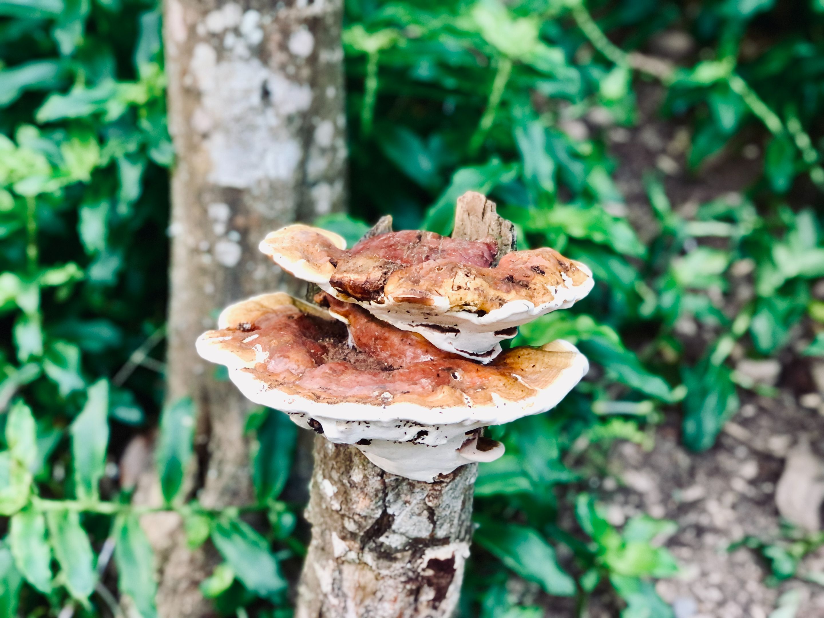 SanLuis_Fungi.jpg