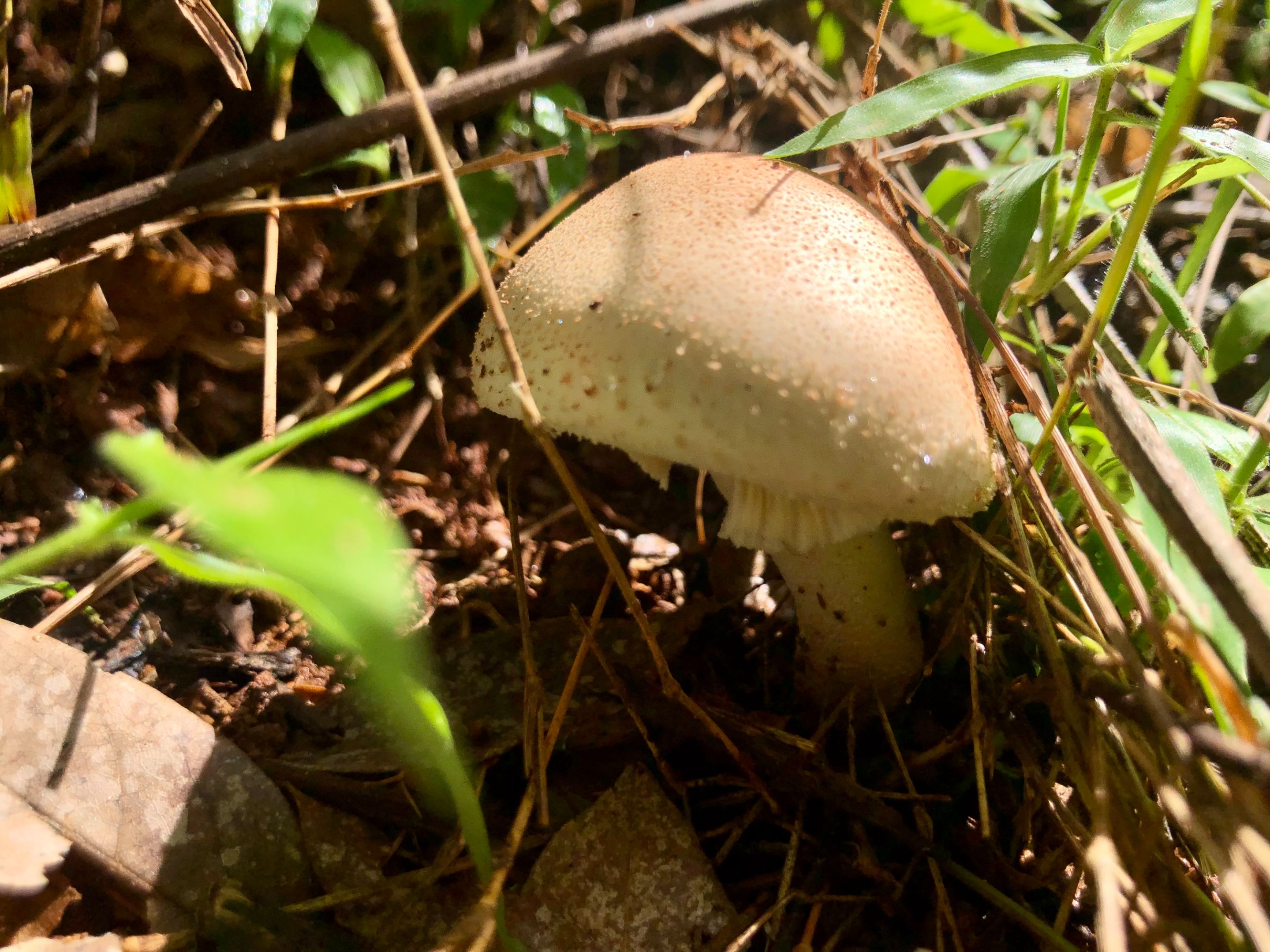 WalkLaFila_Oct2223_Fungi.jpg