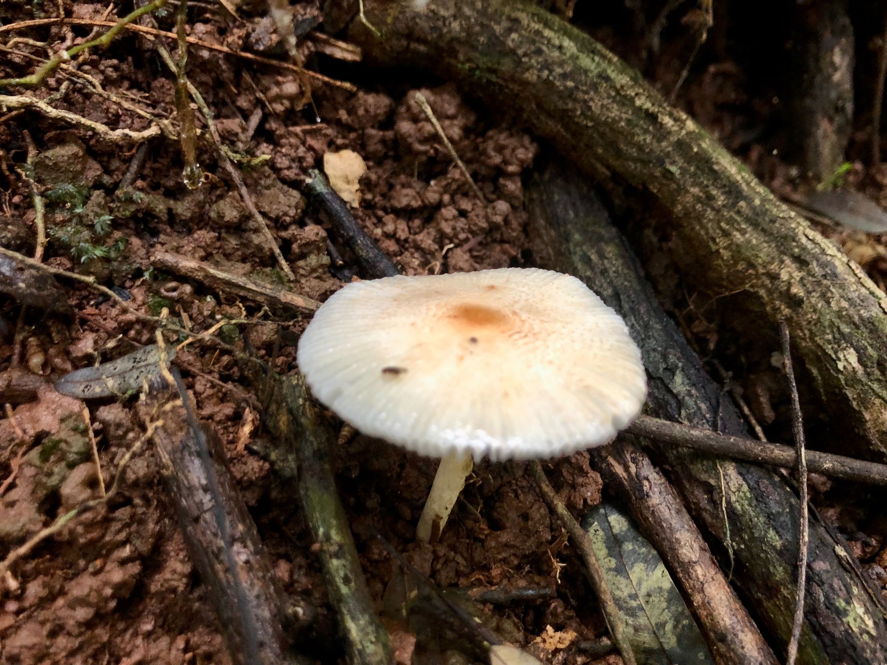 WalkLaFila_Oct2223_Fungi2.jpg