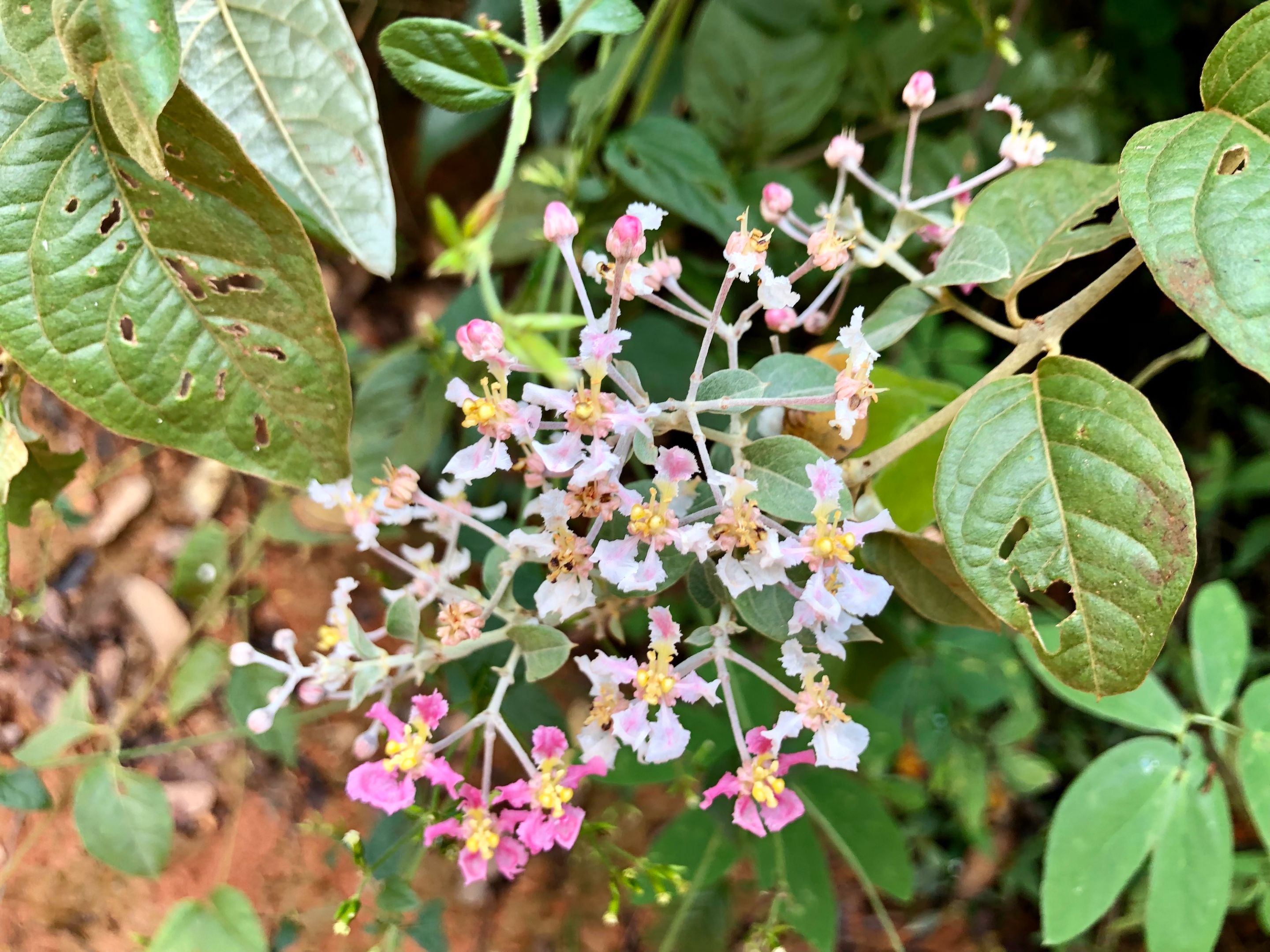 WalkLaFila_Oct2223_Florecillas.jpg
