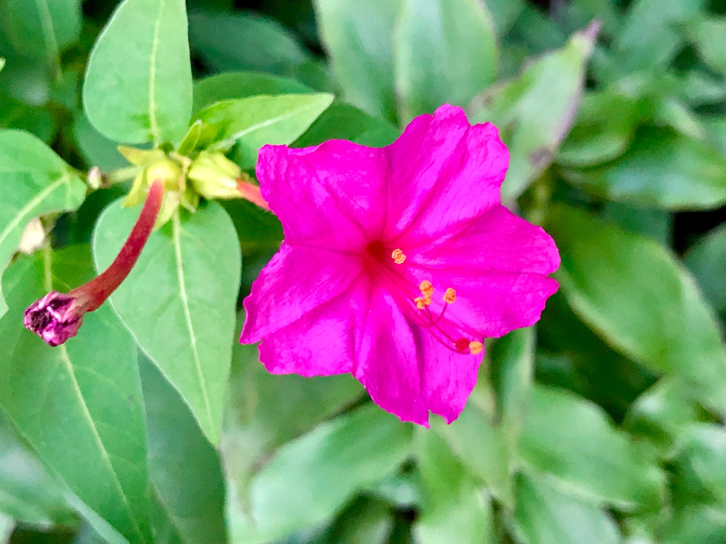 SanLuis_WFlowers.jpg