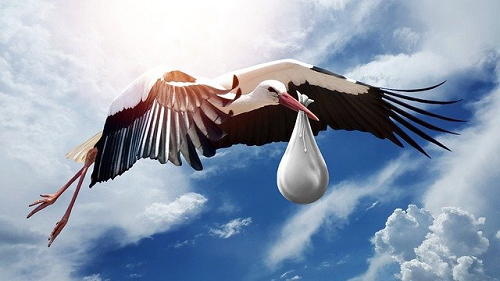 CIGOGNE.png
