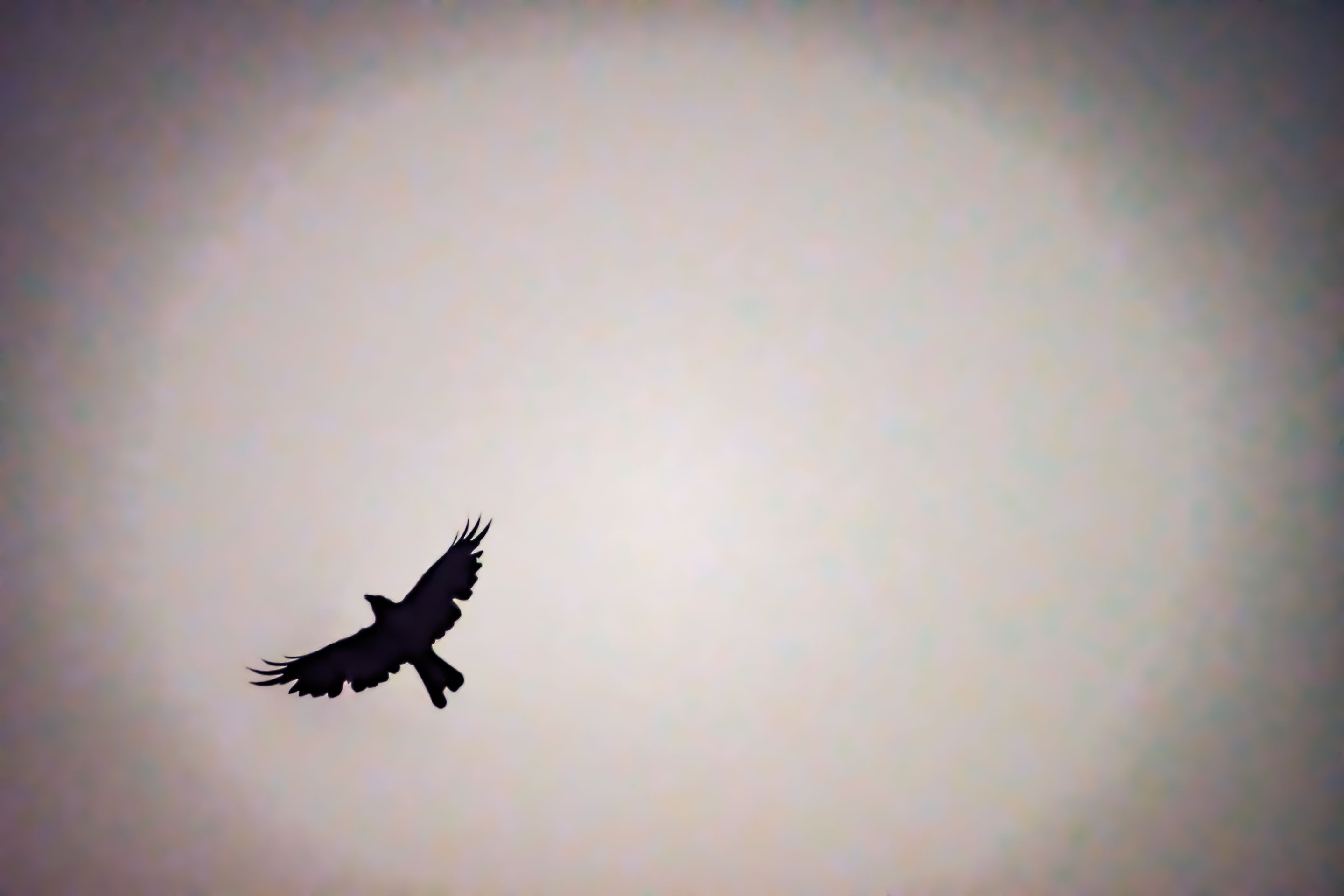 DSC_0077 2.JPG