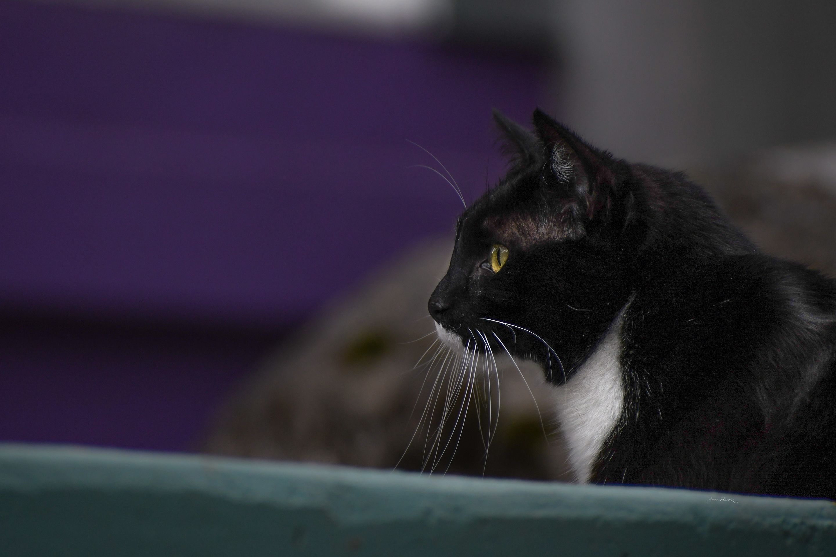 DSC_9554.JPG