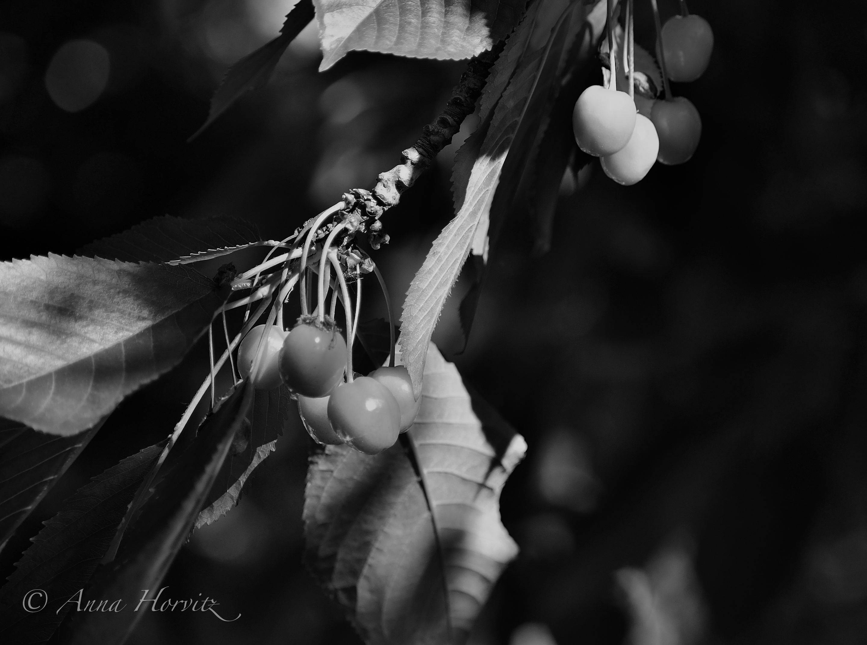 DSC_3308.jpg