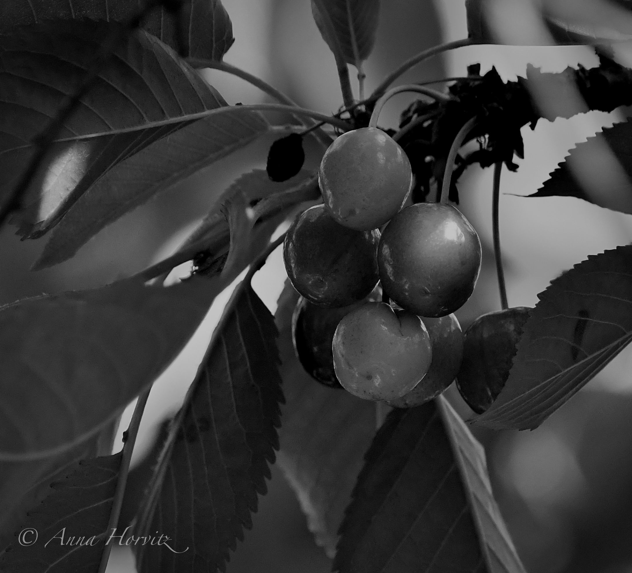 DSC_3307.jpg