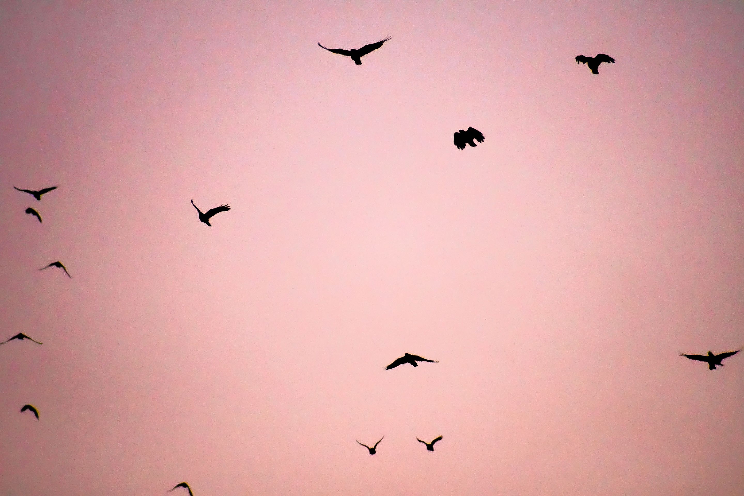 DSC_9994.JPG
