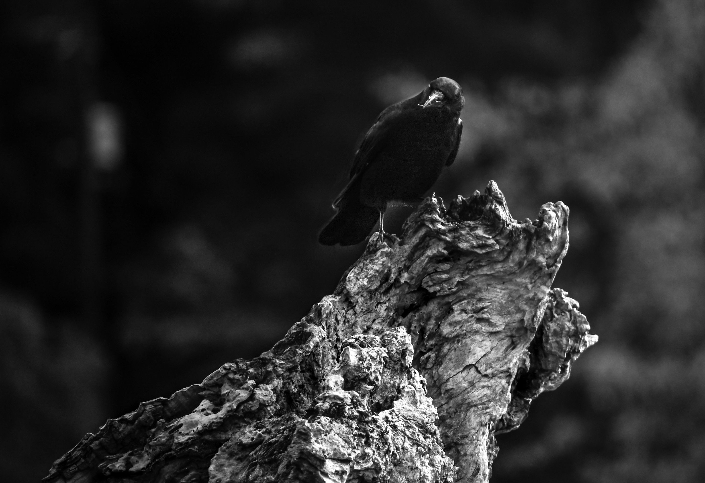 DSC_0459.JPG
