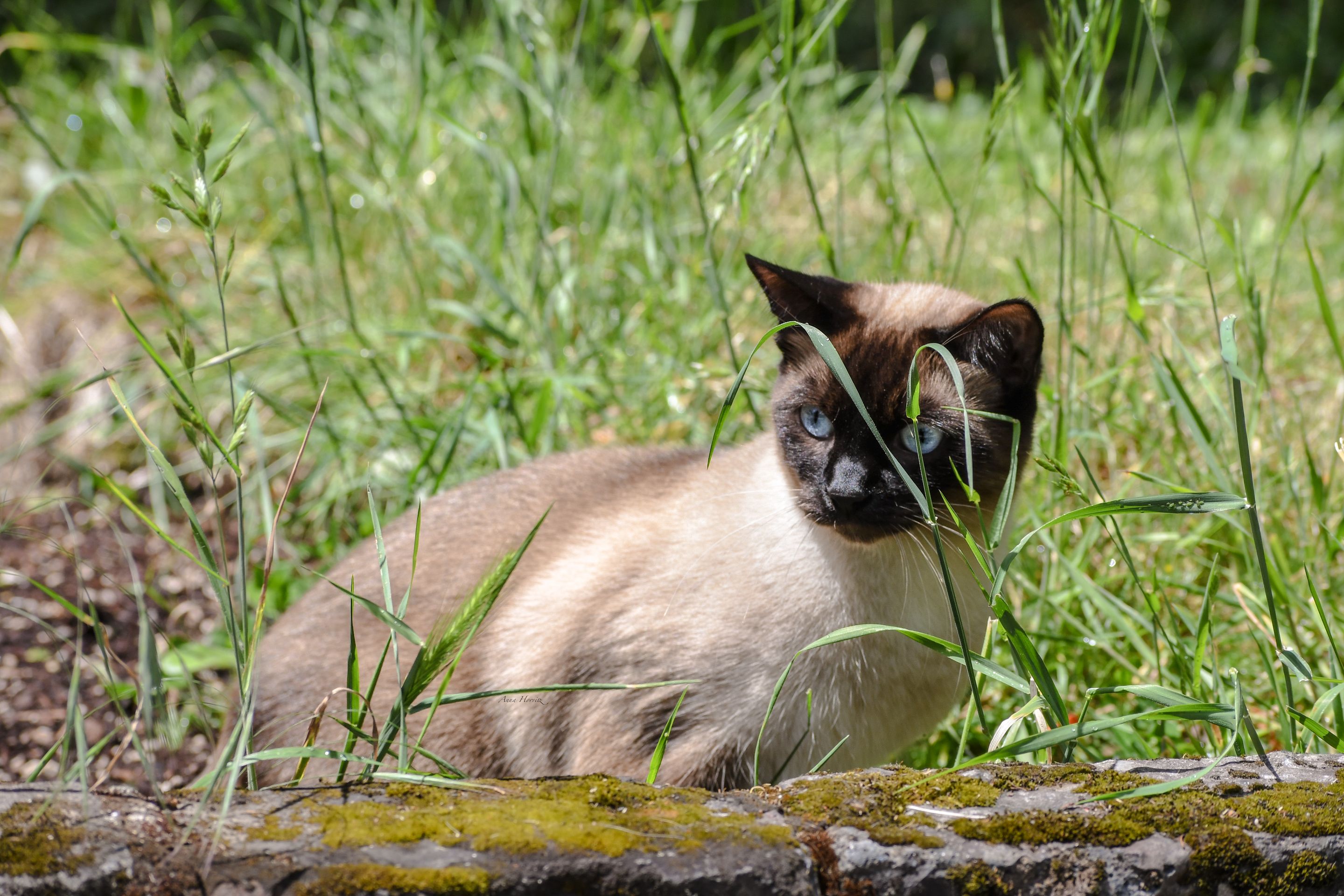DSC_0817.JPG