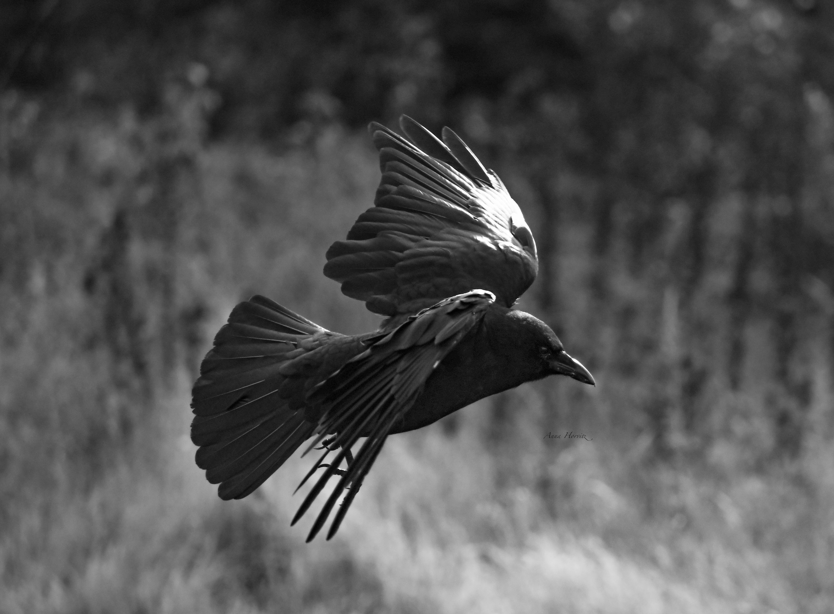 DSC_0450.JPG