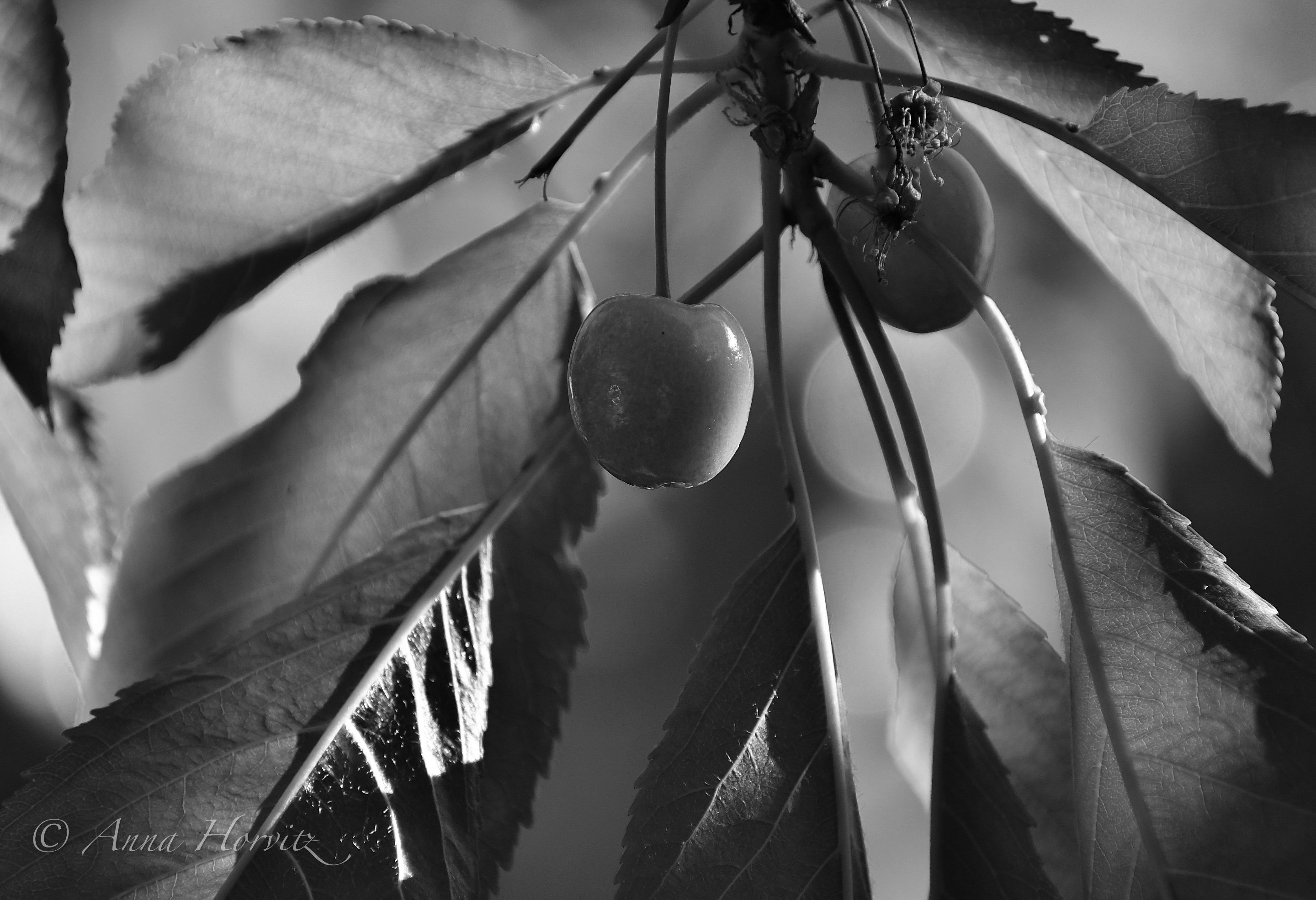 DSC_3309.jpg