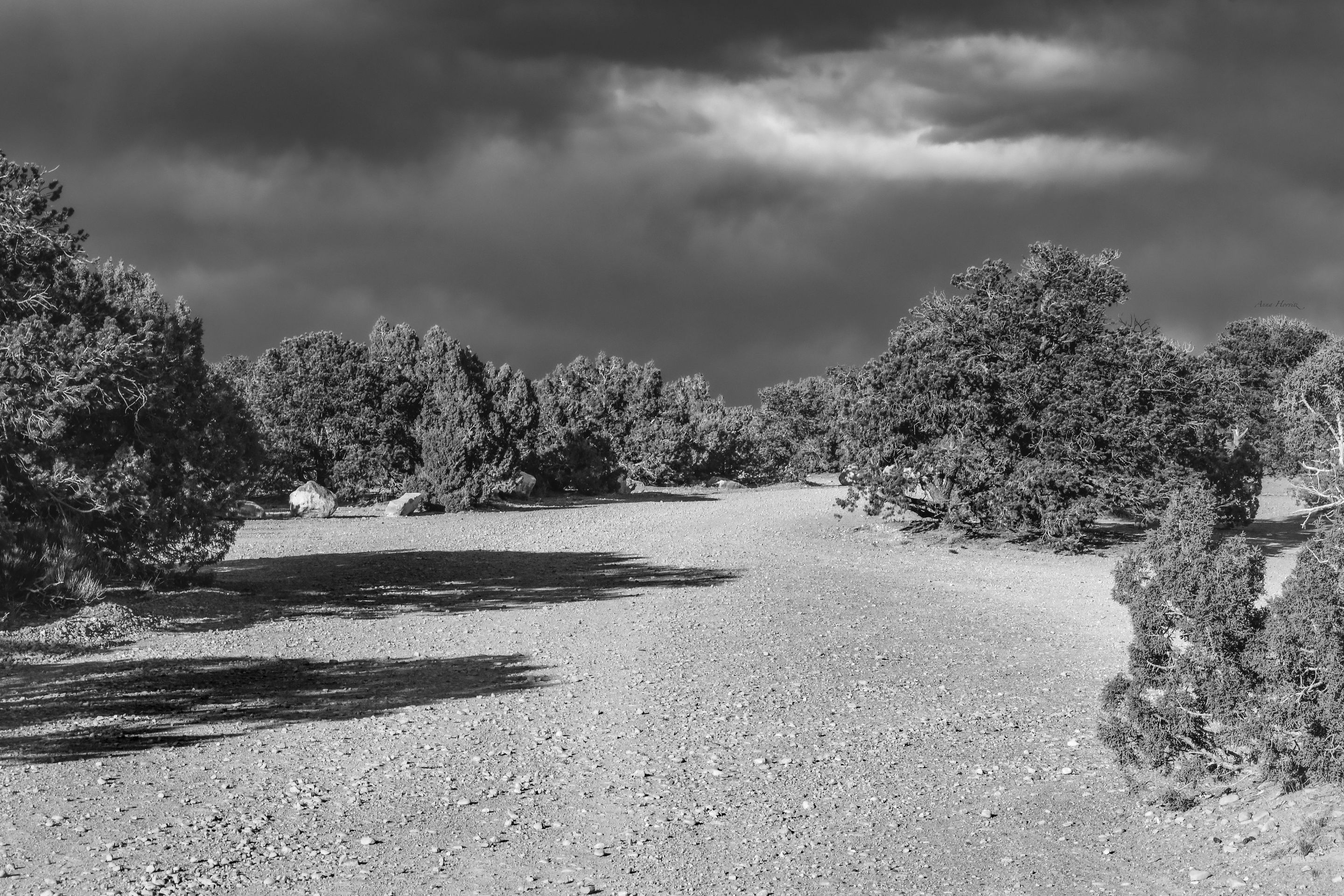 DSC_0248.JPG