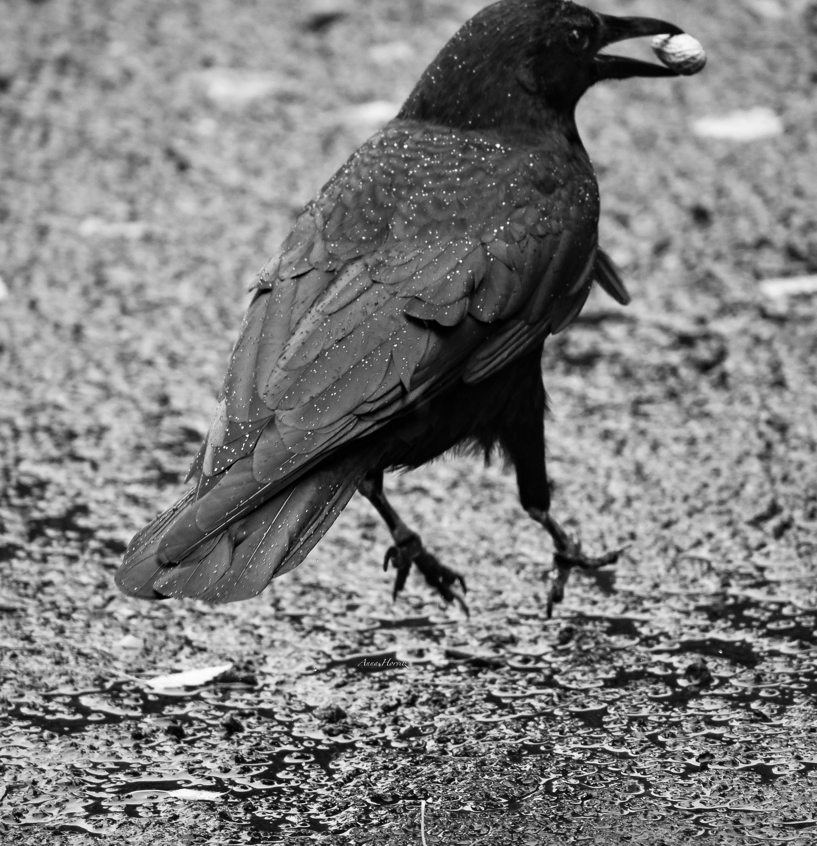 DSC_7671.JPG